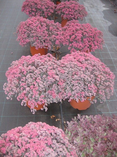Sedum sp 10L