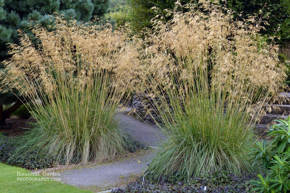 Stipa gigantea 2.5L 30/40