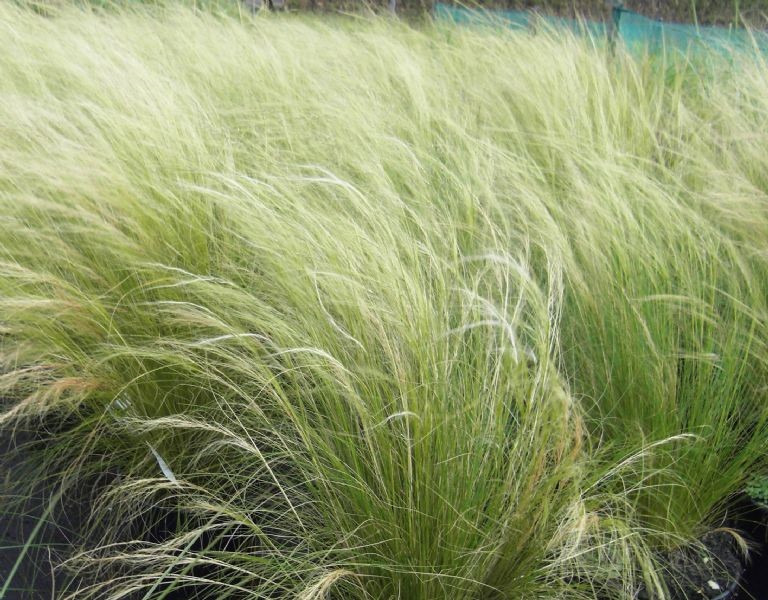 Stipa tenuissima "Ponnytails" 2.5L R/C 20/30