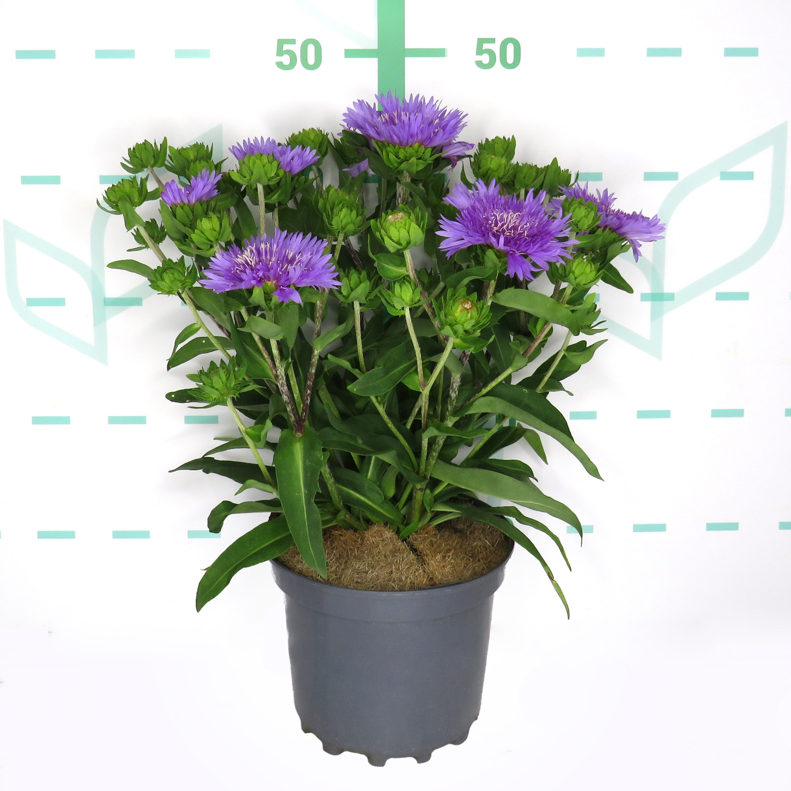 Stokesia 3L 25/35