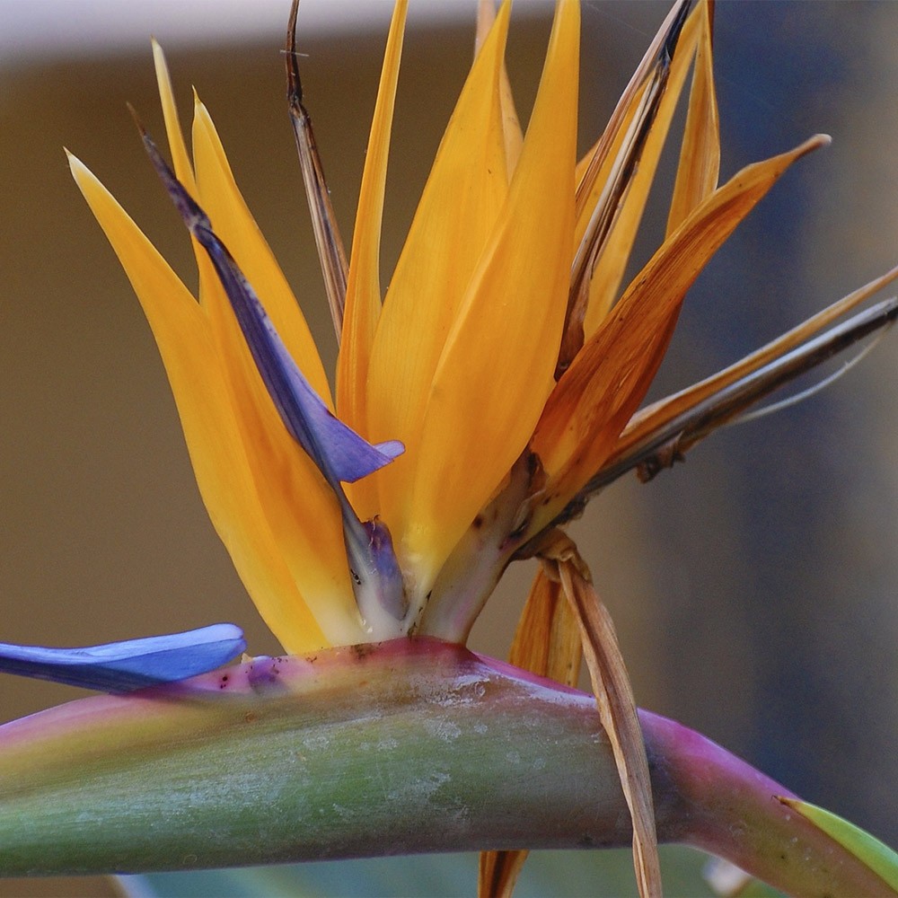 Strelitzia reginae 2L Naranja