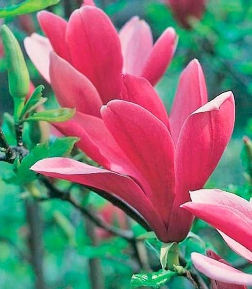 Magnolia caduca 25L Deco Ht 50/70 150/160 "Stellata", "Susan"