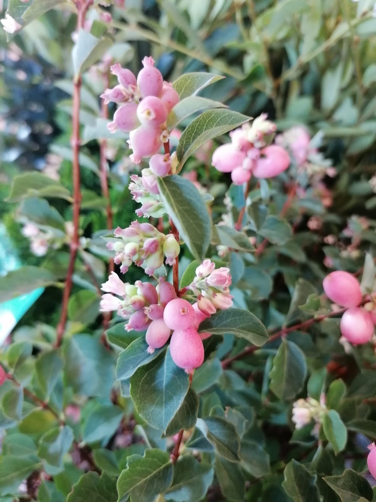 Symphoricarpus x doorenbossi  MAGICAL ® "Sweet Kolmaswet"  ® 5L Deco 30/40