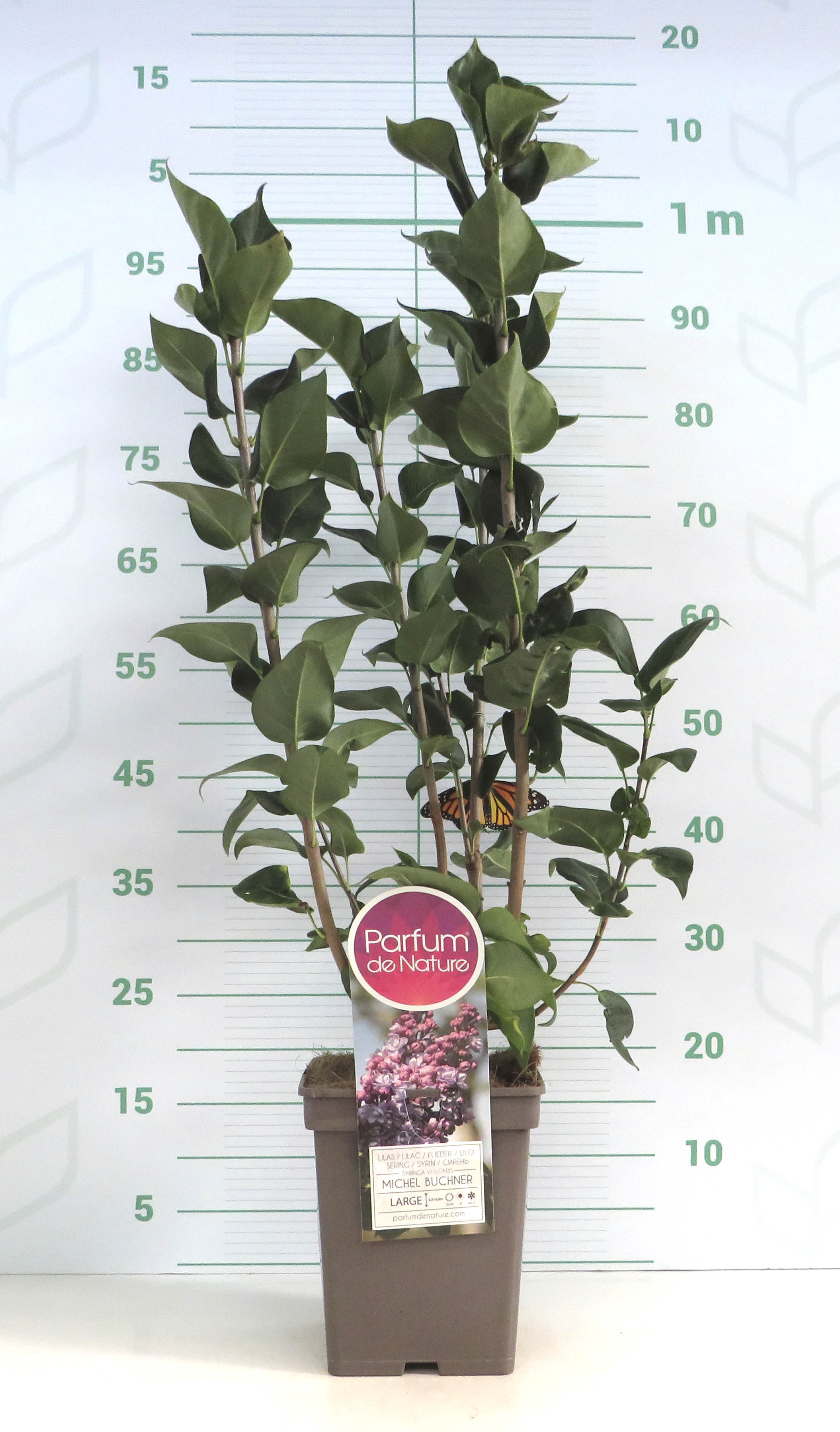 Syringa vulgaris 5L Cuadrada 50/70