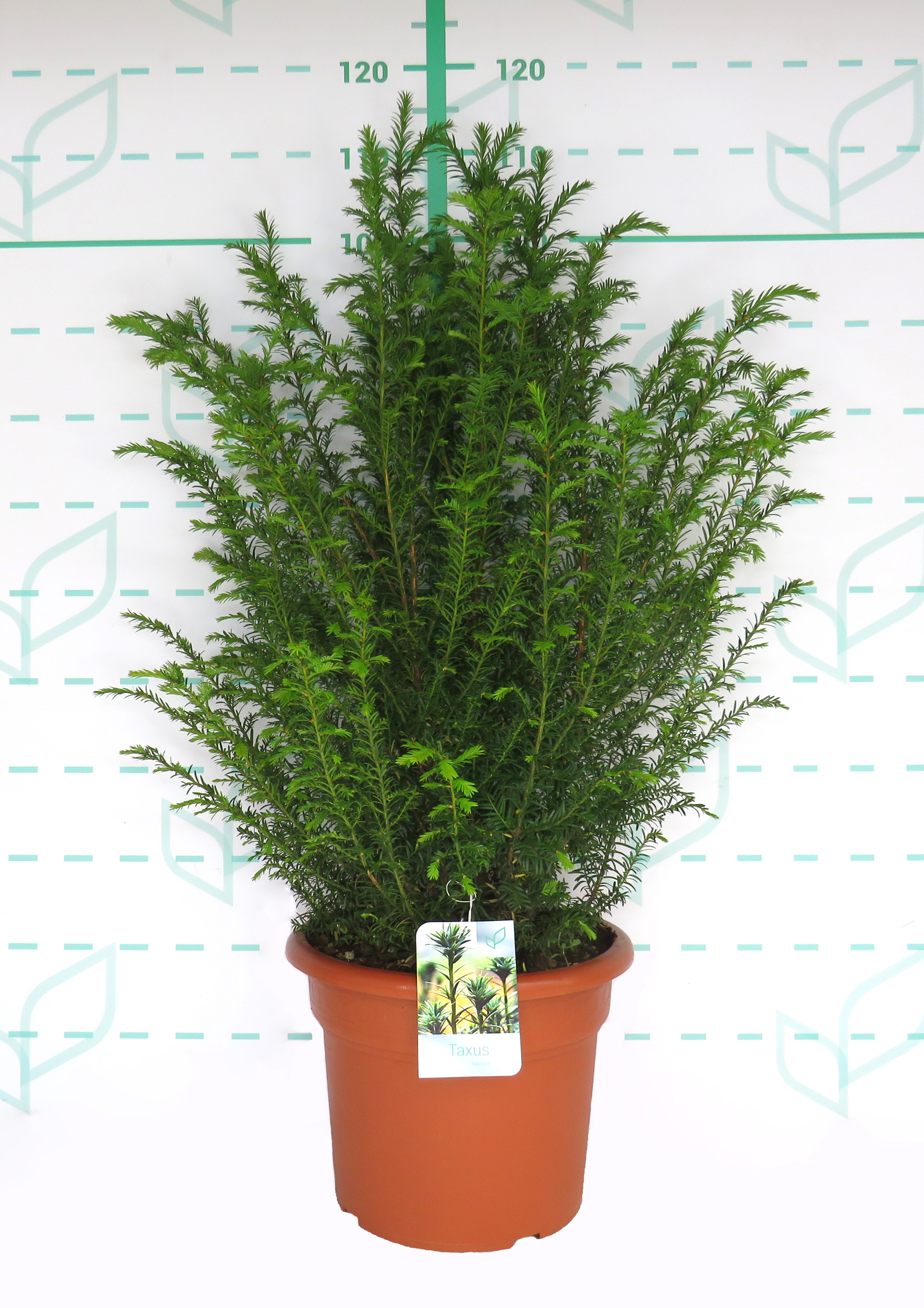 Taxus baccata 15L 70/90