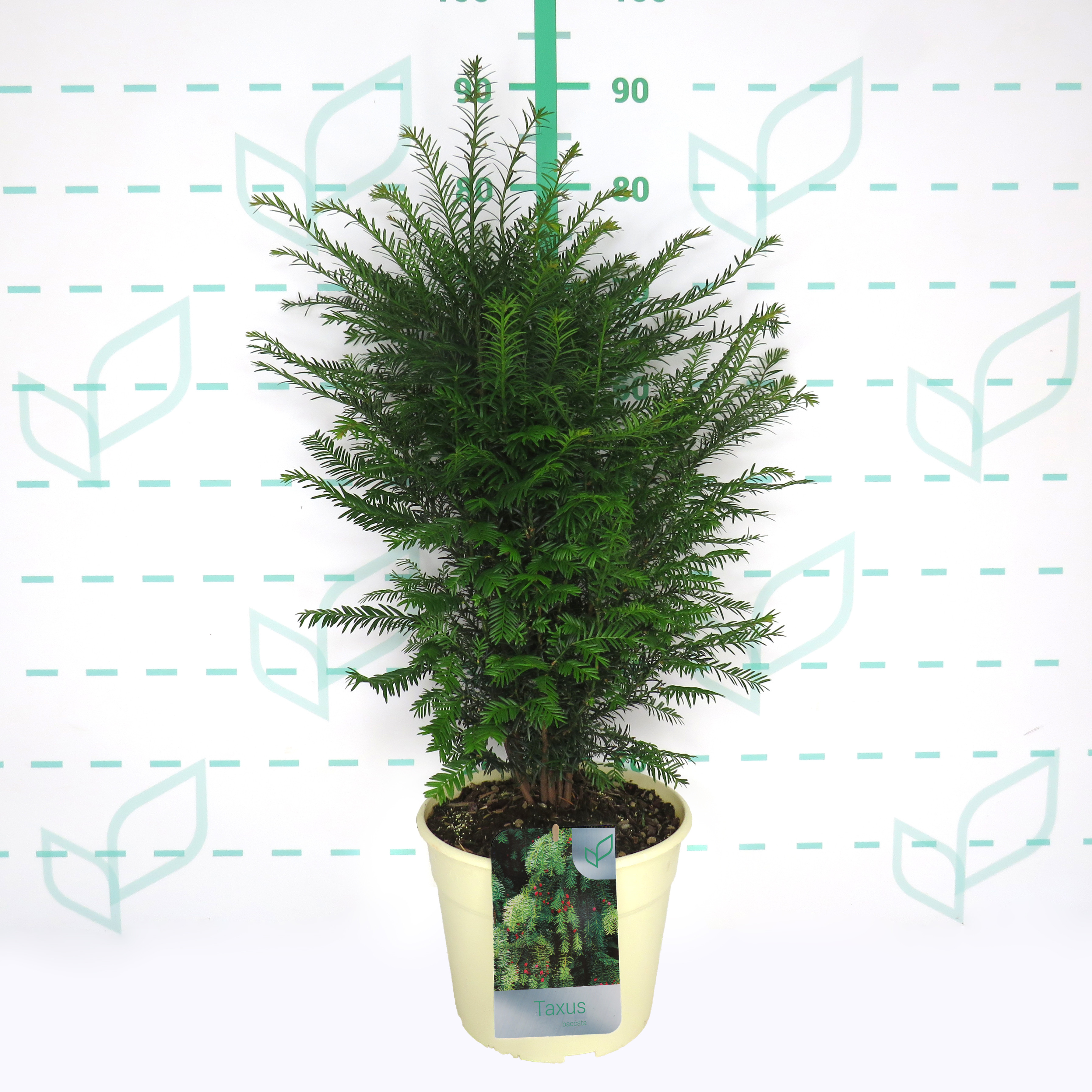 Taxus baccata 7.5L Blanca 60/80