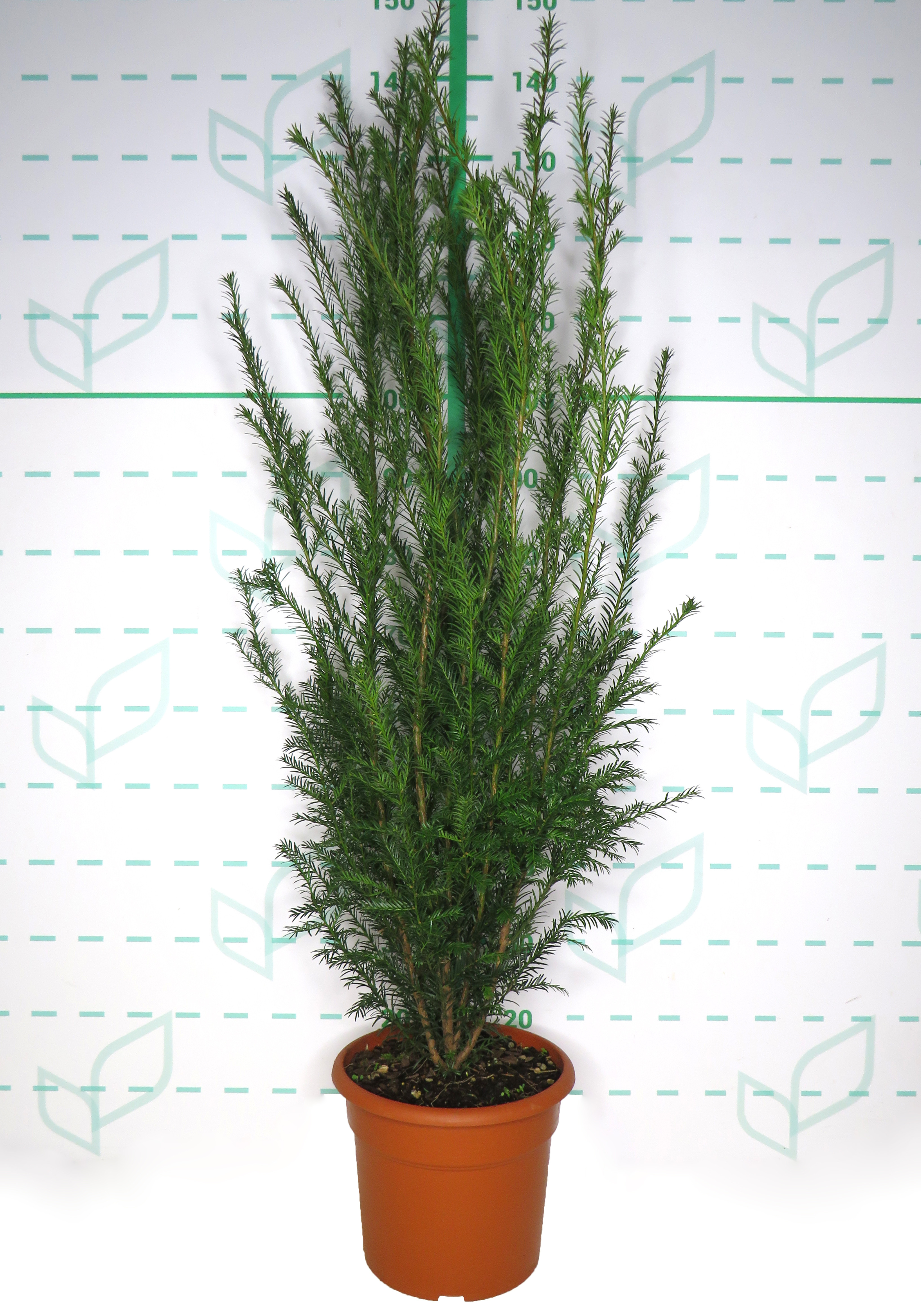Taxus x media "Groenland" 10L Deco 70/90