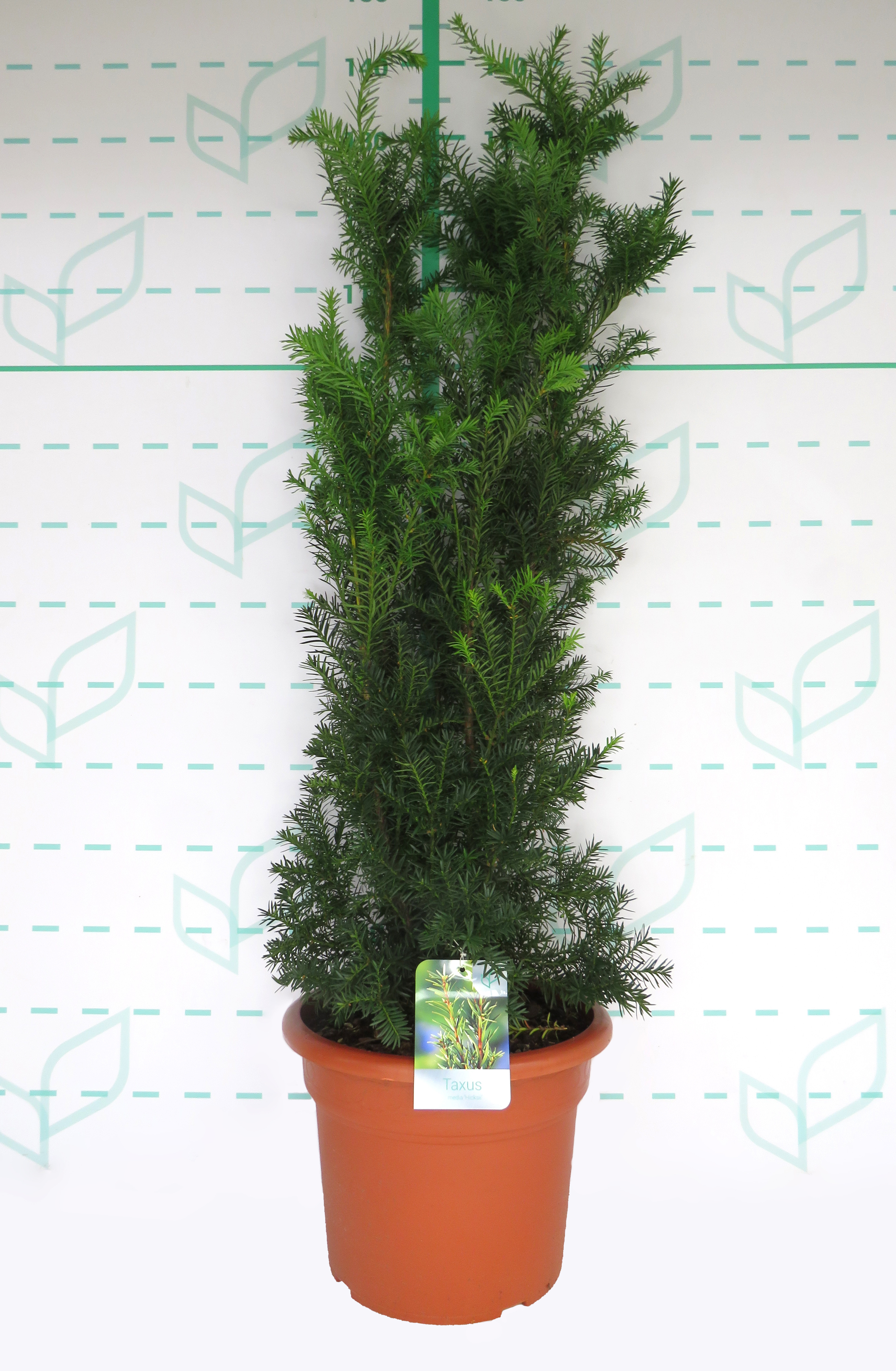 Taxus x media "Hicksii" 15L Deco 100/110
