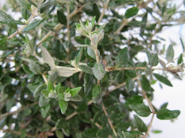 Teucrium fruticans 3L