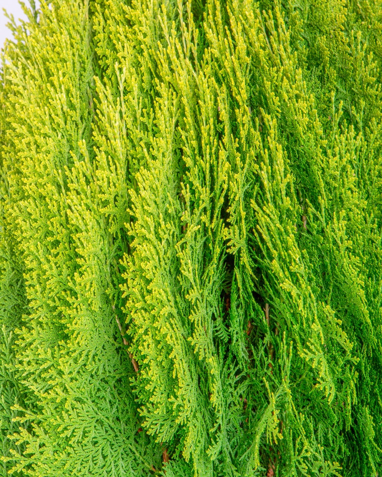 Thuja orientalis "Aurea Nana" 15L 50/60 DP 35/40