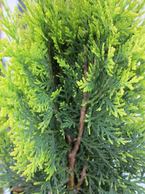 Thuja orientalis "Aurea Nana" 2.5L Deco 15/20