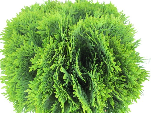 Thuja occidentalis "Danica" 5L Deco 20/30