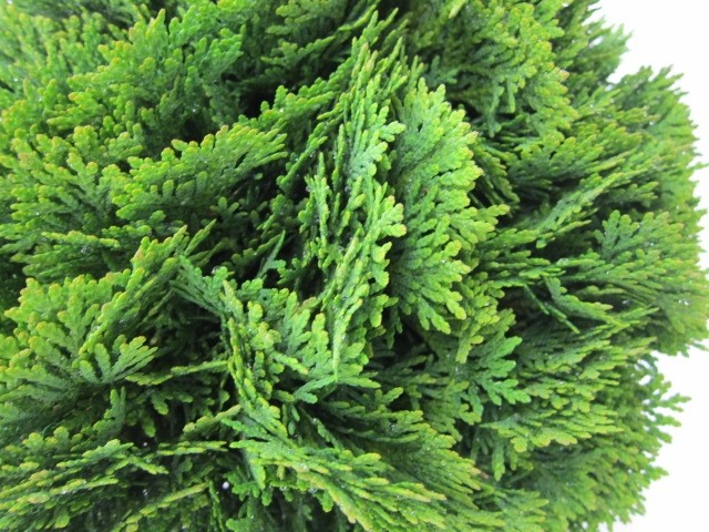 Thuja occidentalis "Danica" 2.5L 10/15