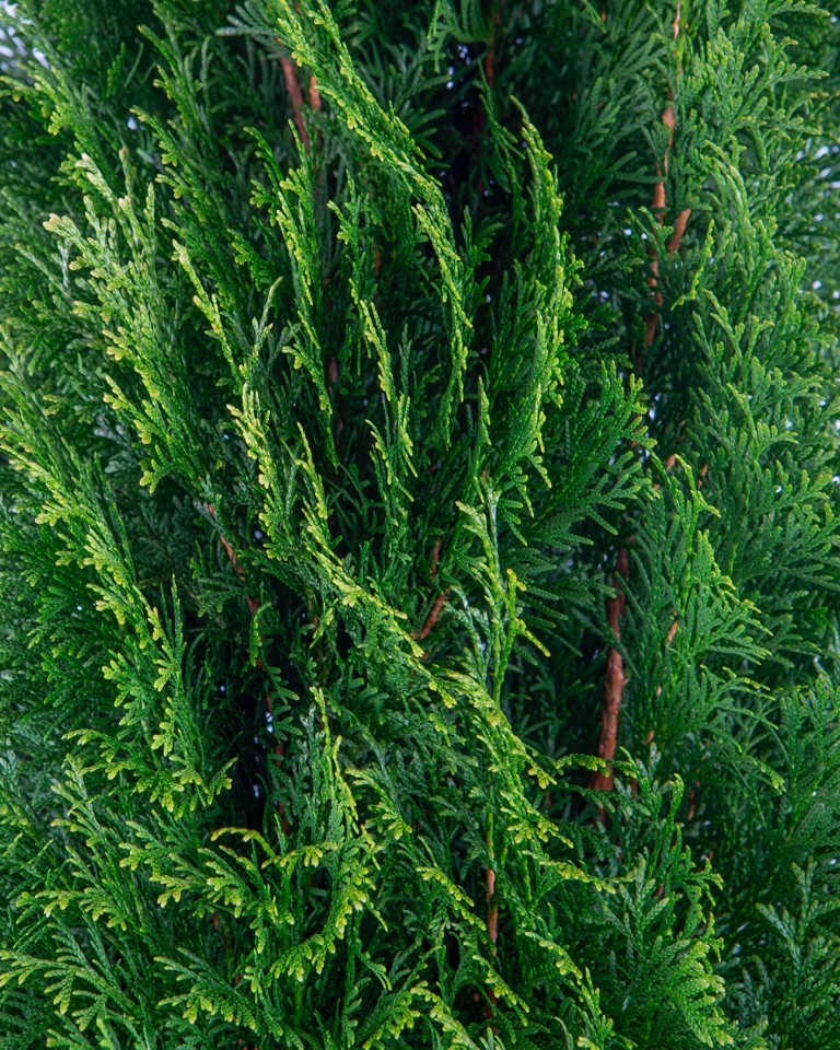 Thuja occidentalis "Esmeralda" 5L Deco 100/120