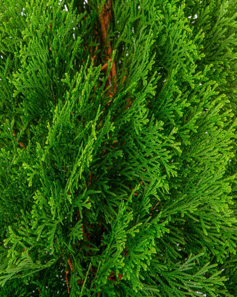 Thuja occidentalis "Esmeralda" 10L Deco  100/125