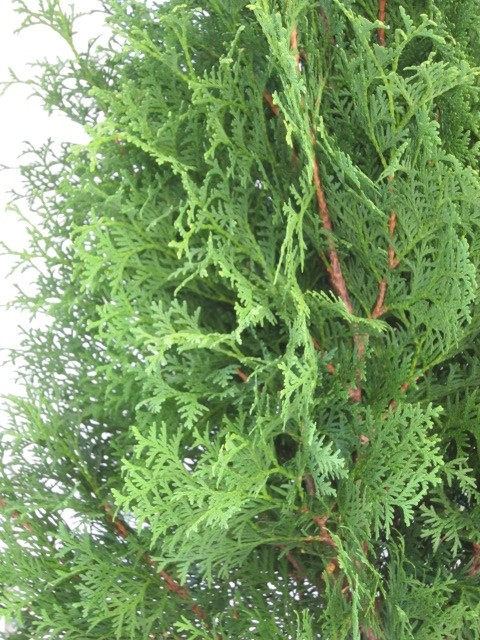 Thuja orientalis "Pyramidalis Aurea" 2.5L Deco 40/50