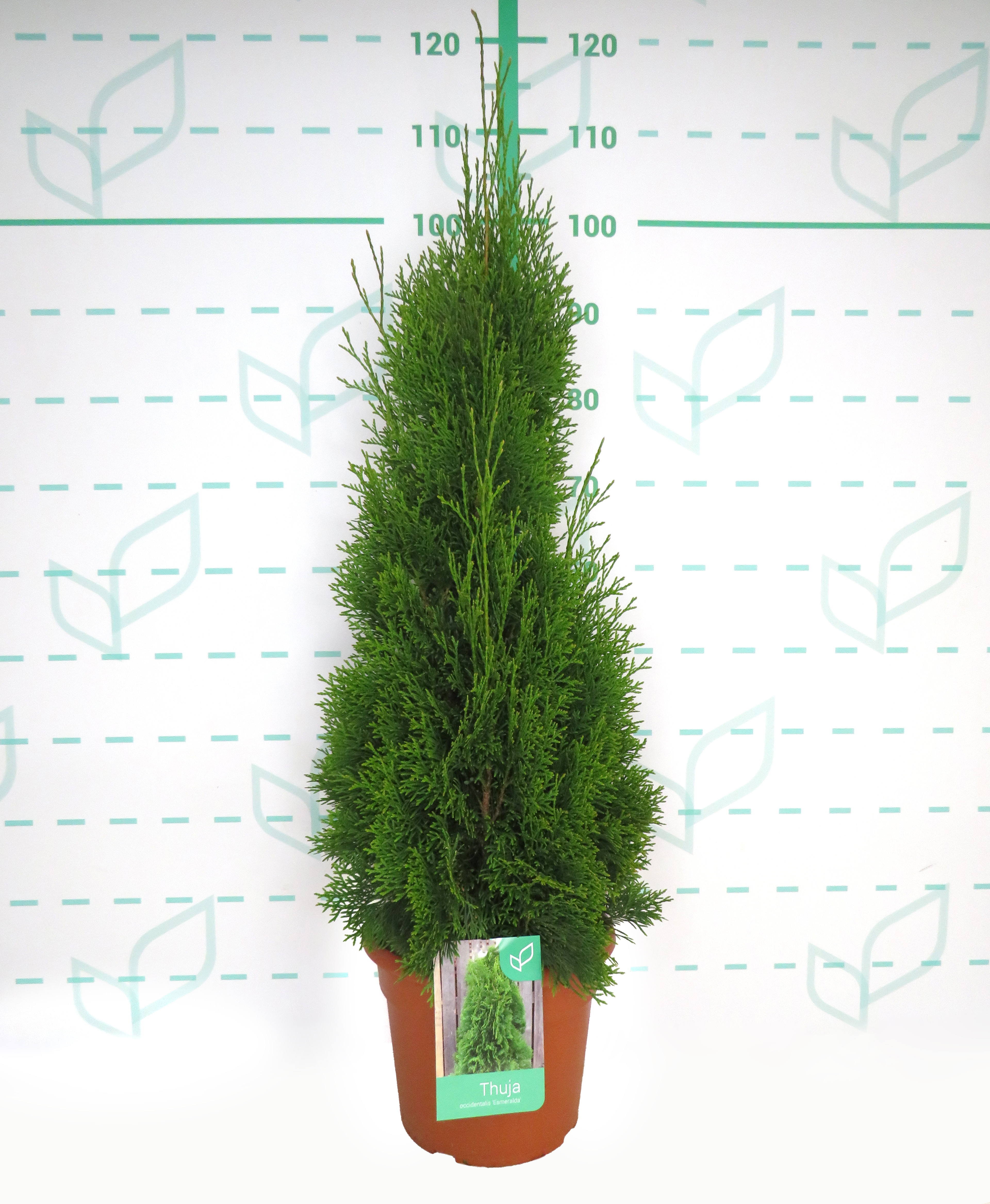 Thuja occidentalis "Esmeralda" 10L Deco 80/100
