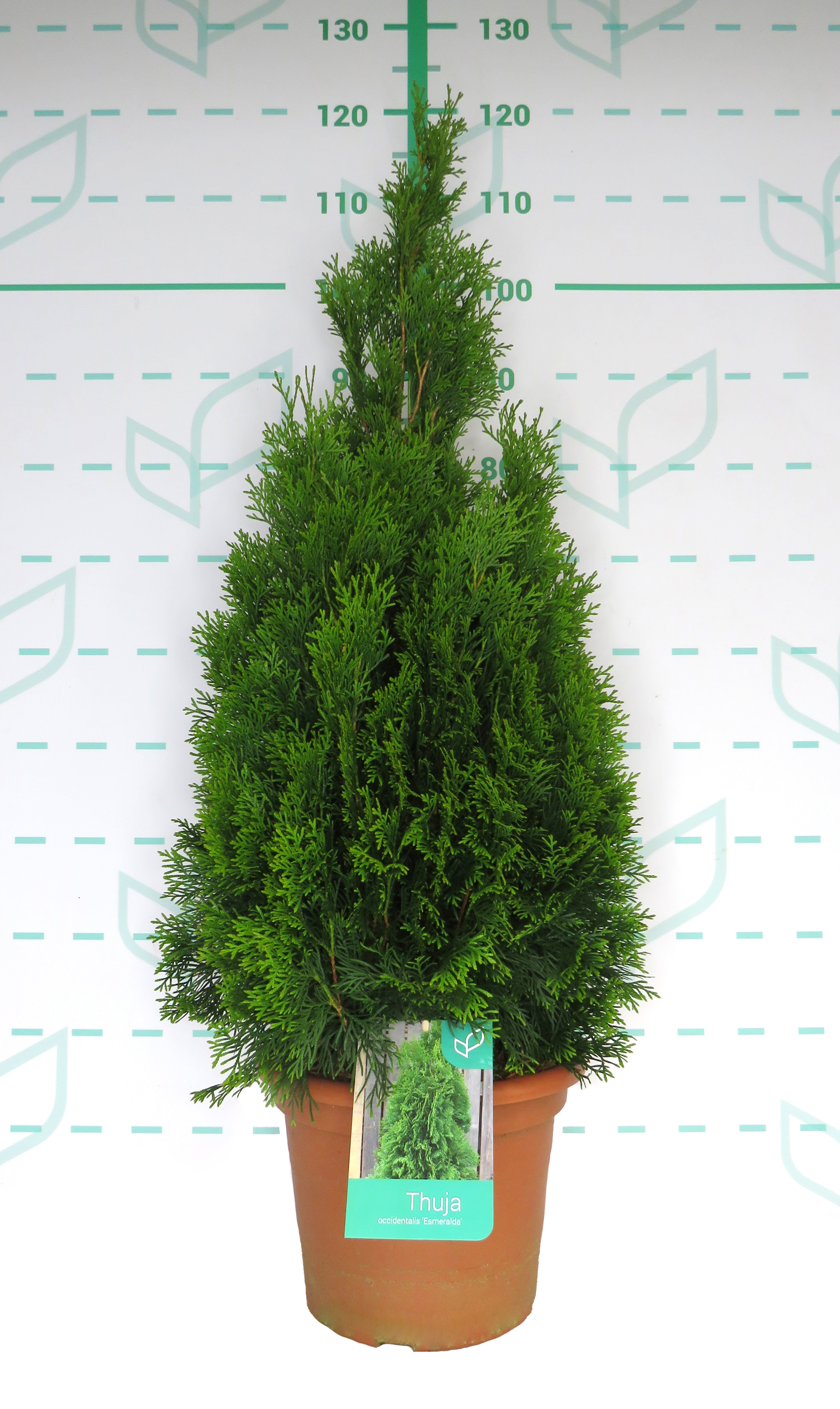 Thuja occidentalis "Esmeralda" 10L Deco 80/100