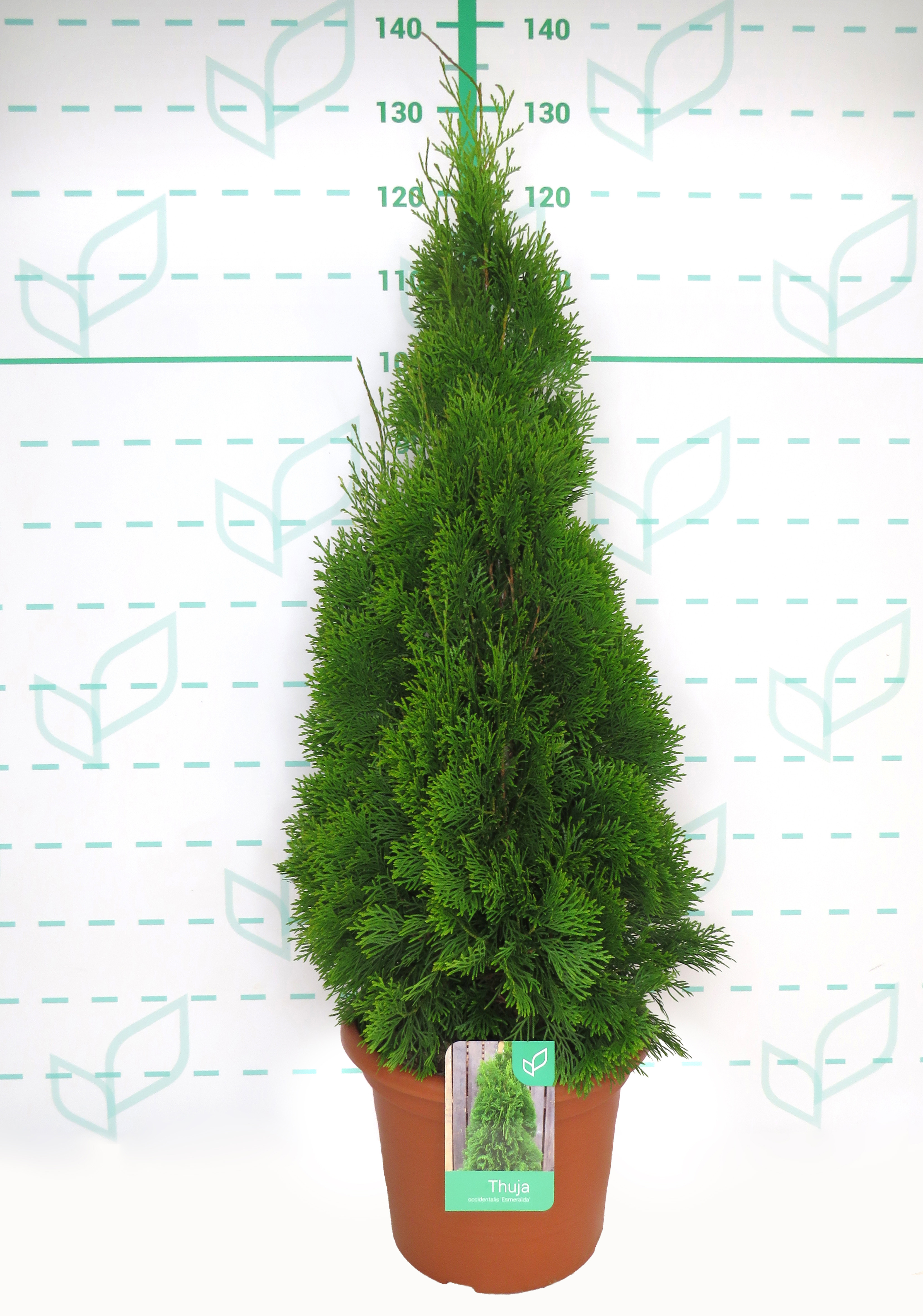 Thuja occidentalis "Esmeralda" 15L Deco 100/125