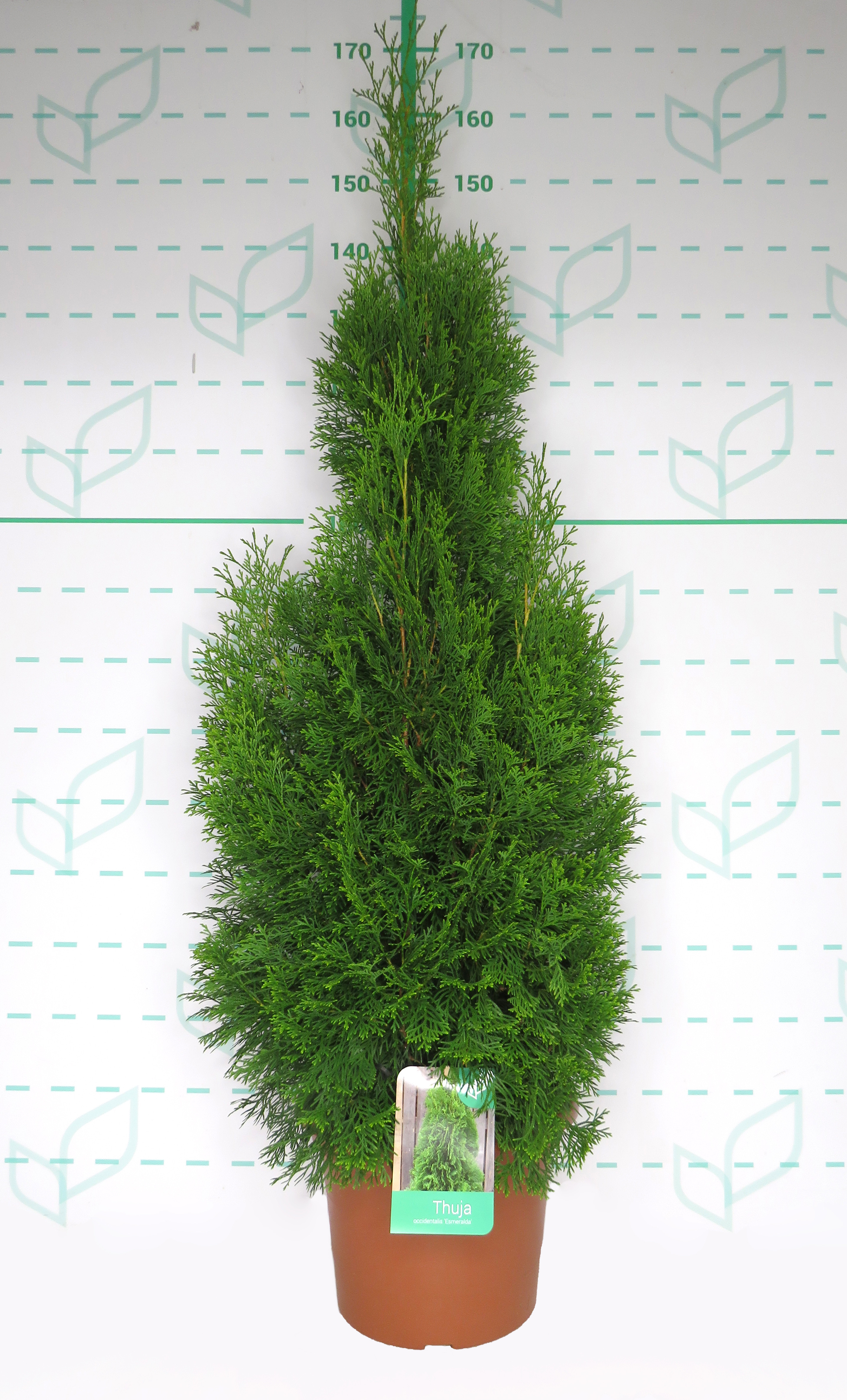 Thuja occidentalis "Esmeralda" 15L Deco 100/125