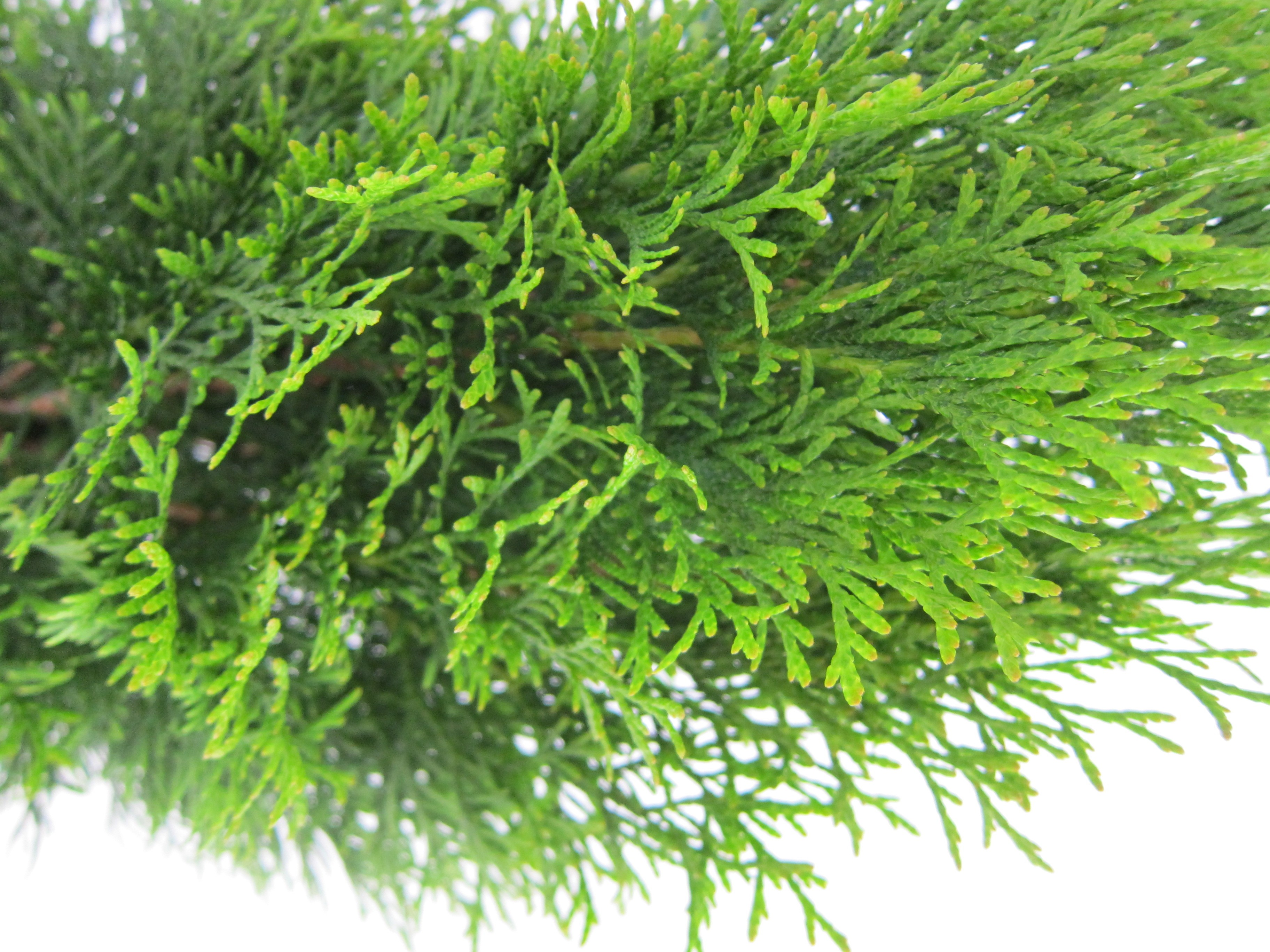 Thuja occidentalis "Esmeralda" 5L Deco 50/70