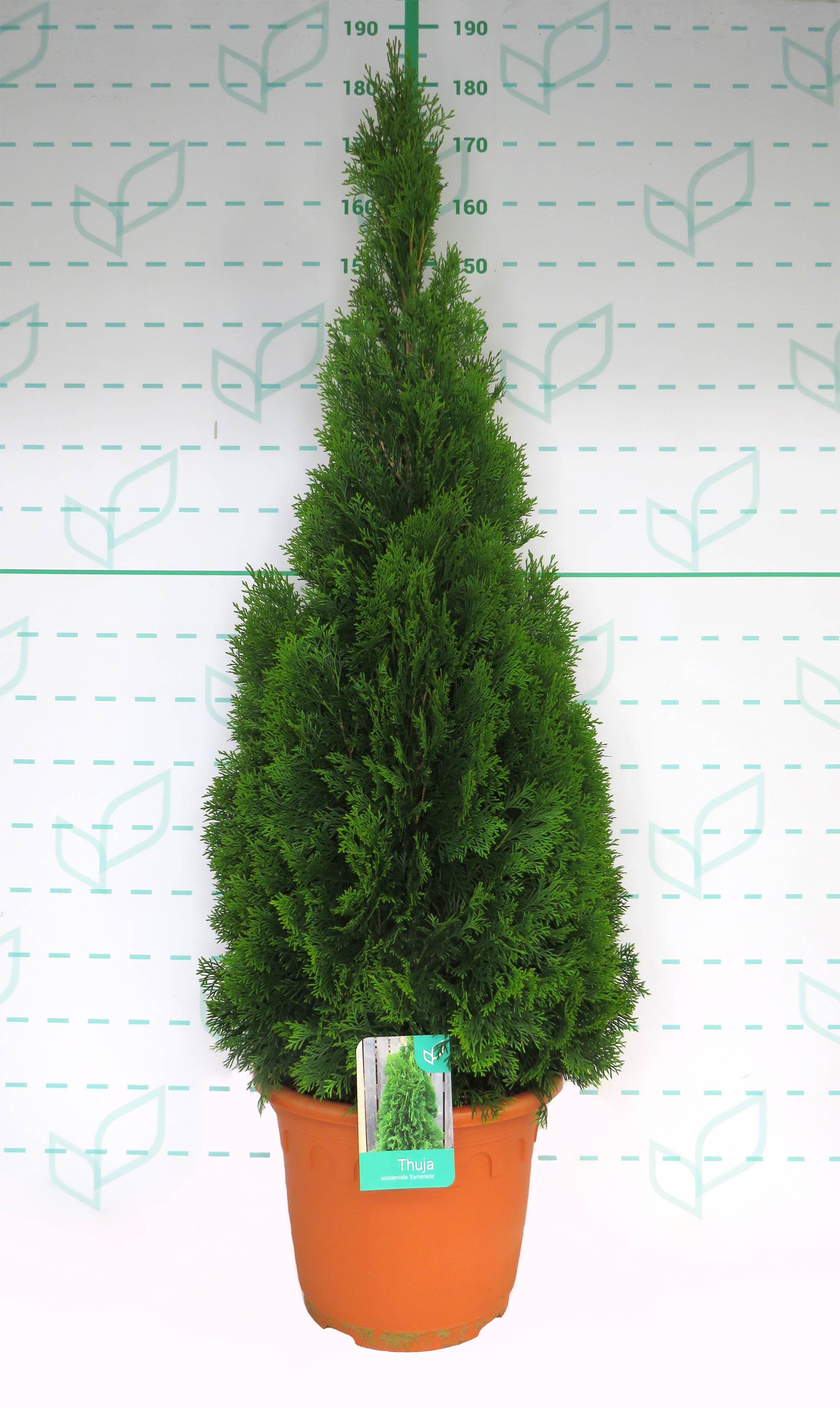 Thuja occidentalis "Esmeralda" 25L 125/150