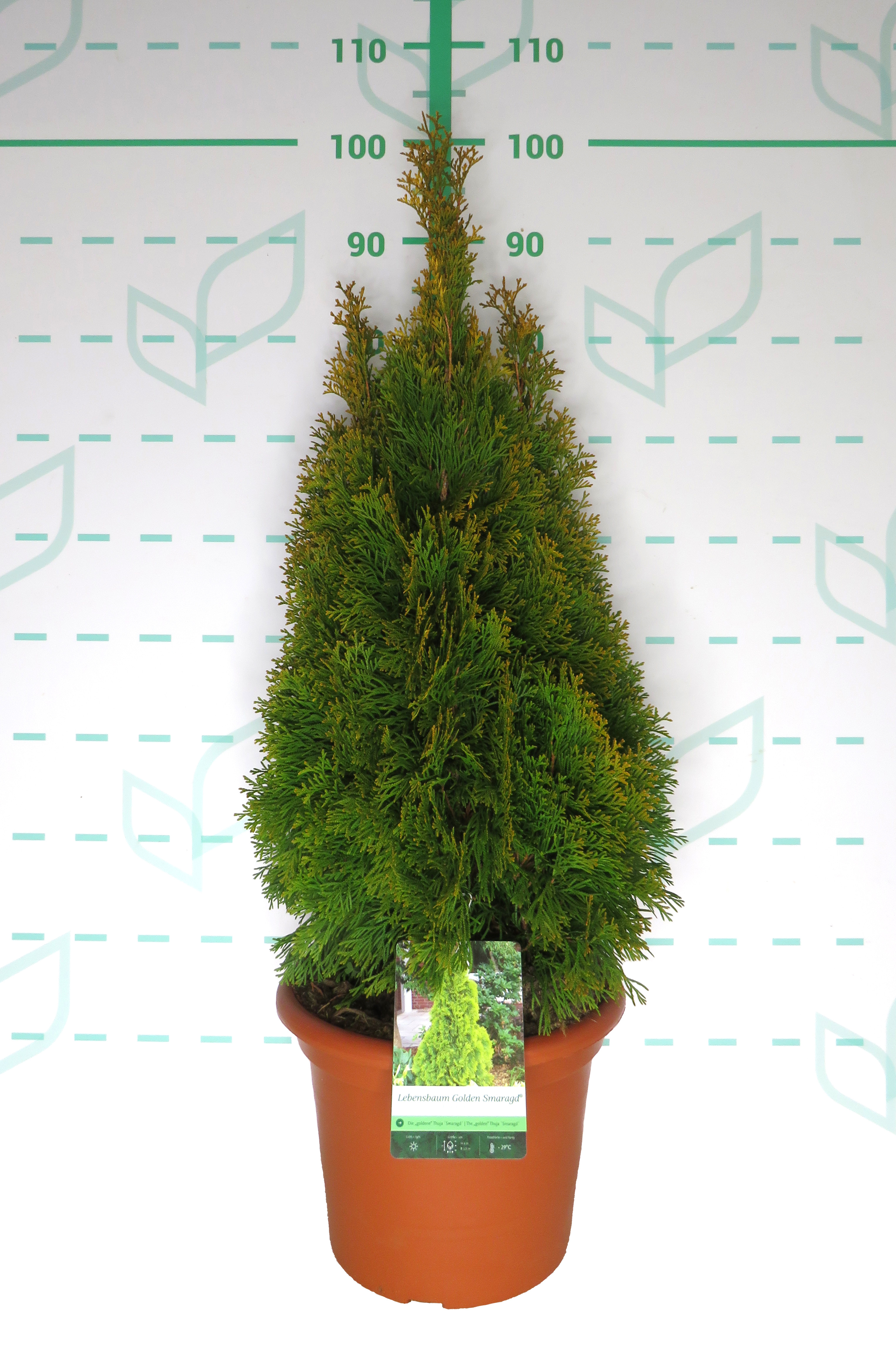 Thuja occidentalis "Golden Esmeralda" 10L Deco 70/90