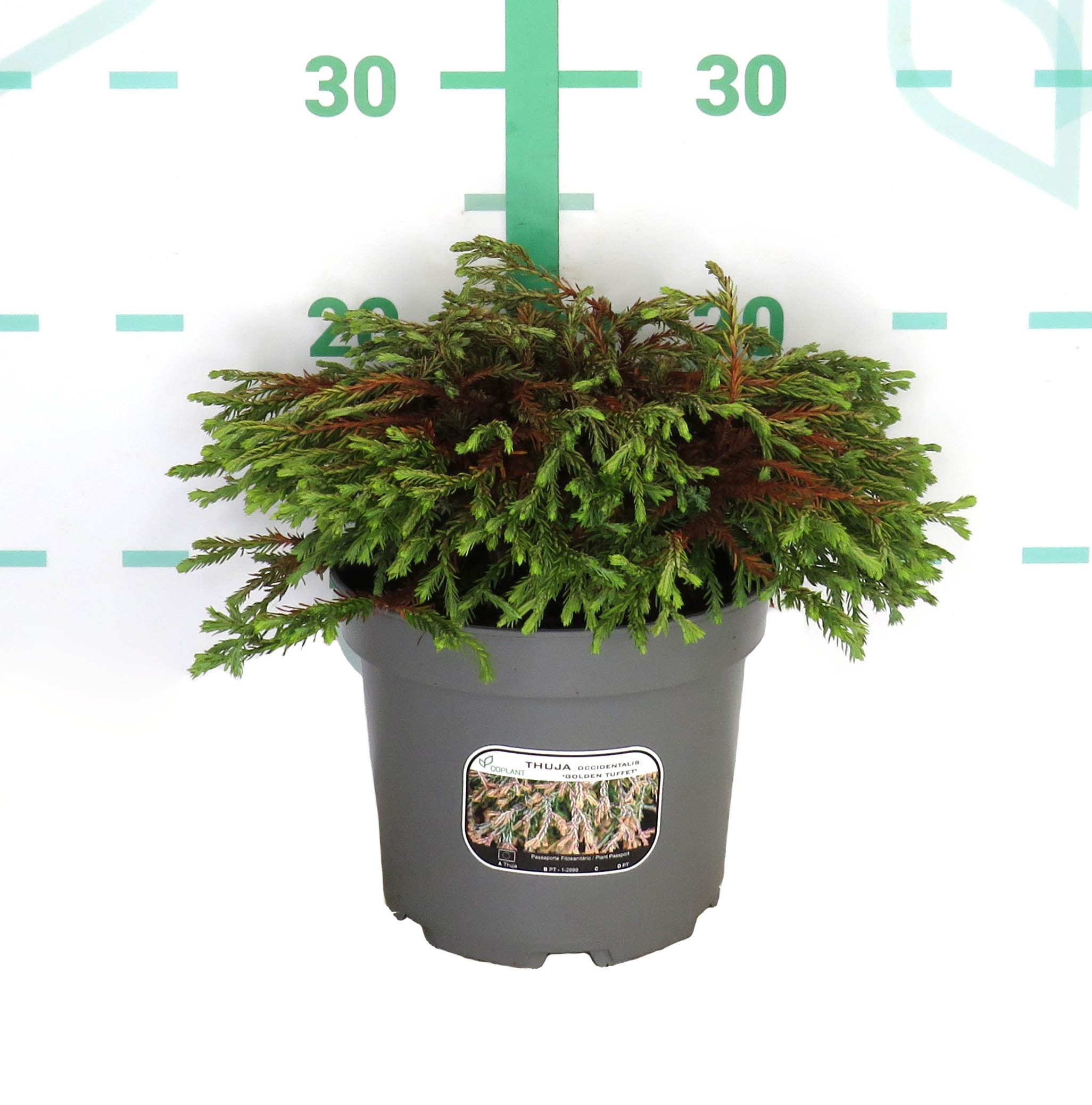 Thuja occidentalis "Golden Tuffet" 2L 15/20