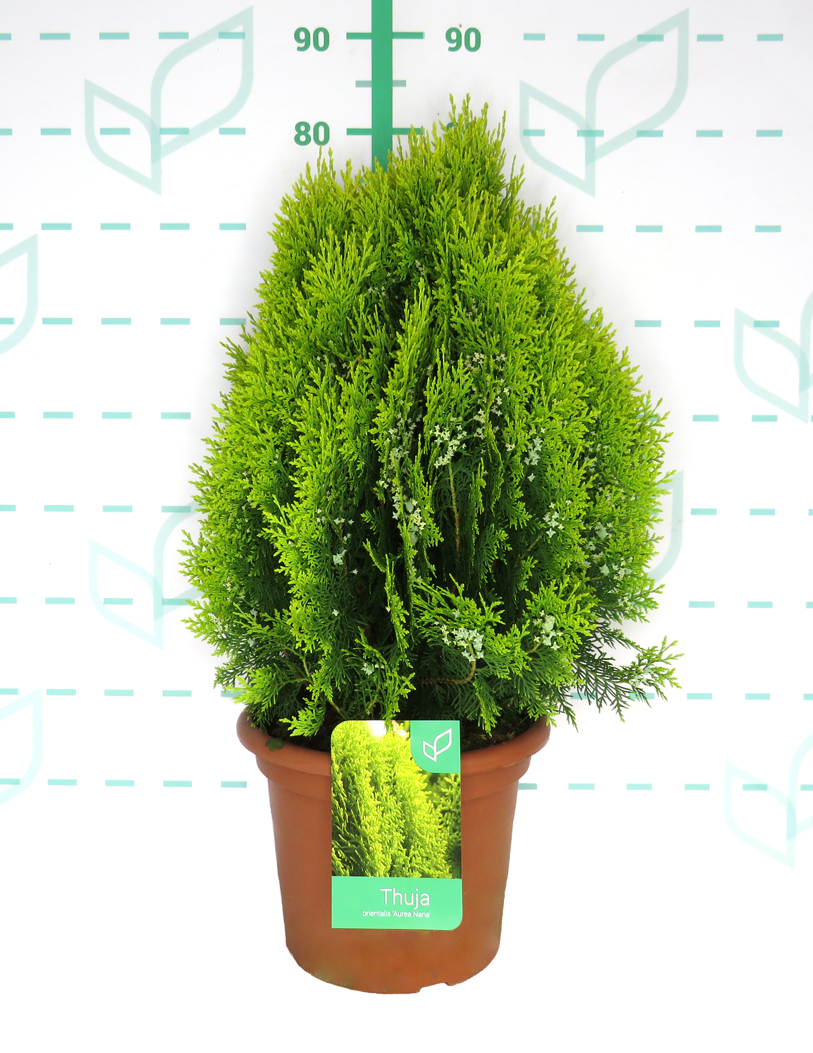 Thuja orientalis "Aurea Nana" 10L Deco 30/40
