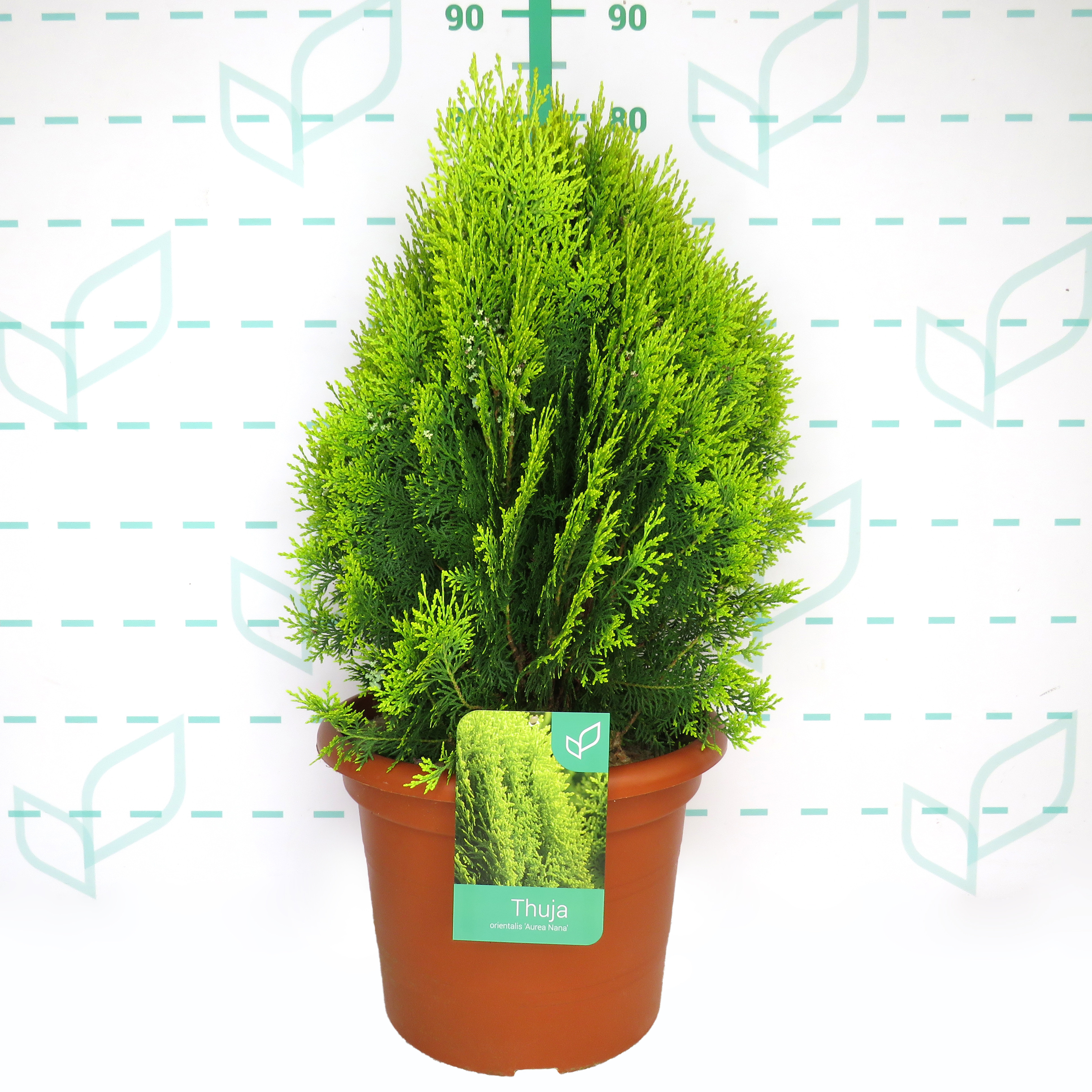 Thuja orientalis "Aurea Nana" 15L 50/60 DP 35/40