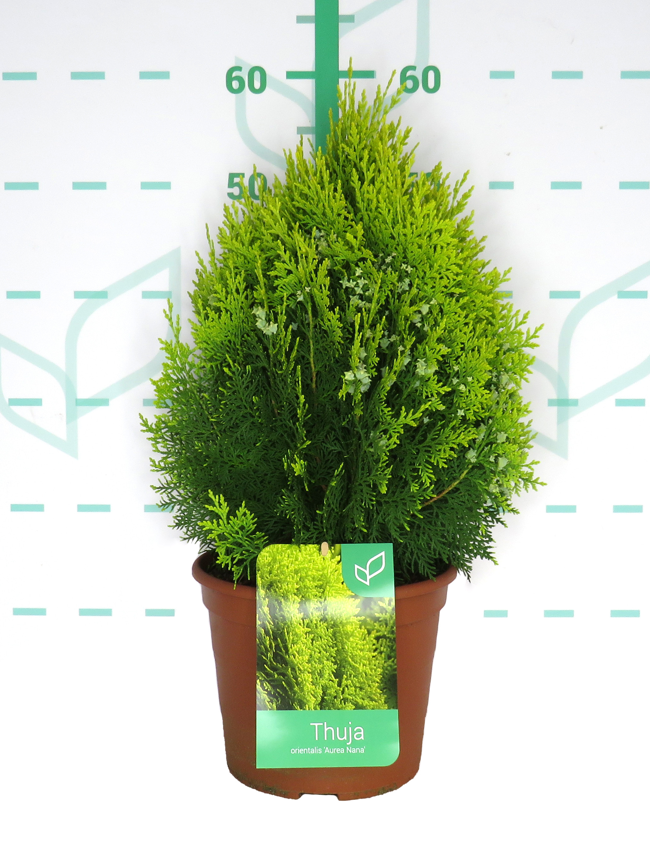 Thuja orientalis "Aurea Nana" 5L Deco 30/40