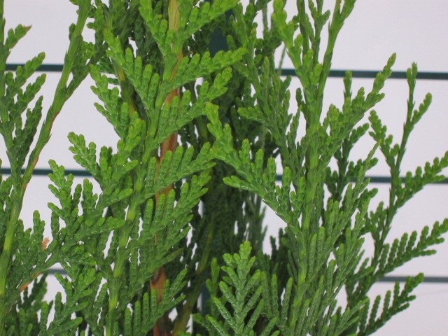 Thuja plicata "Atrovirens" 5L 125/150