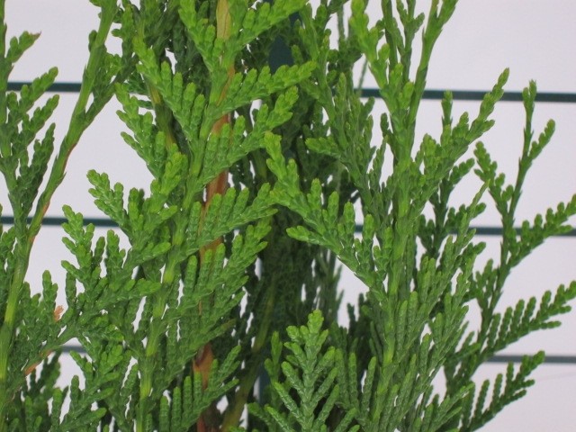 Thuja plicata "Atrovirens" 5L 100/125