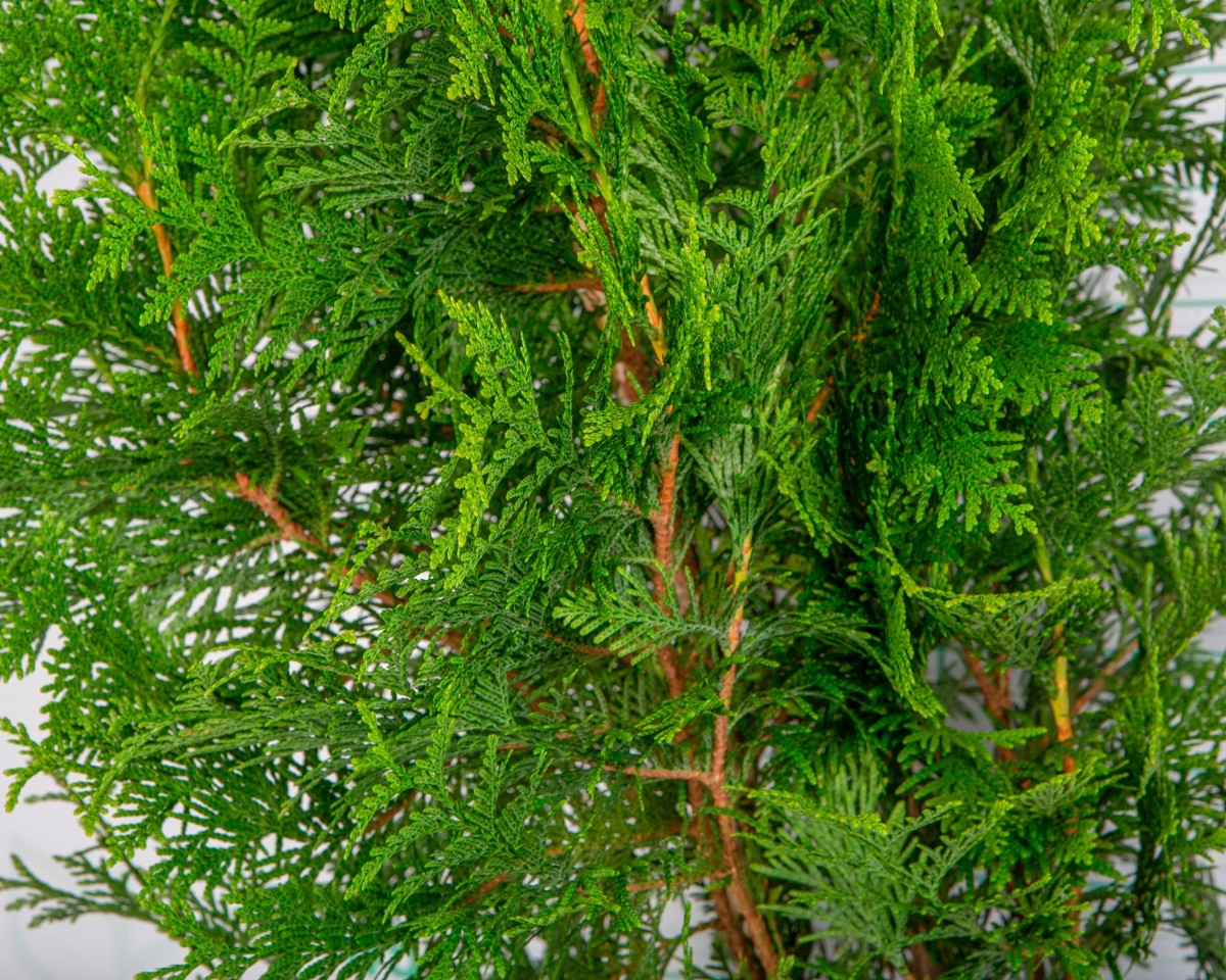 Thuja plicata "Excelsa" 5L 100/125 