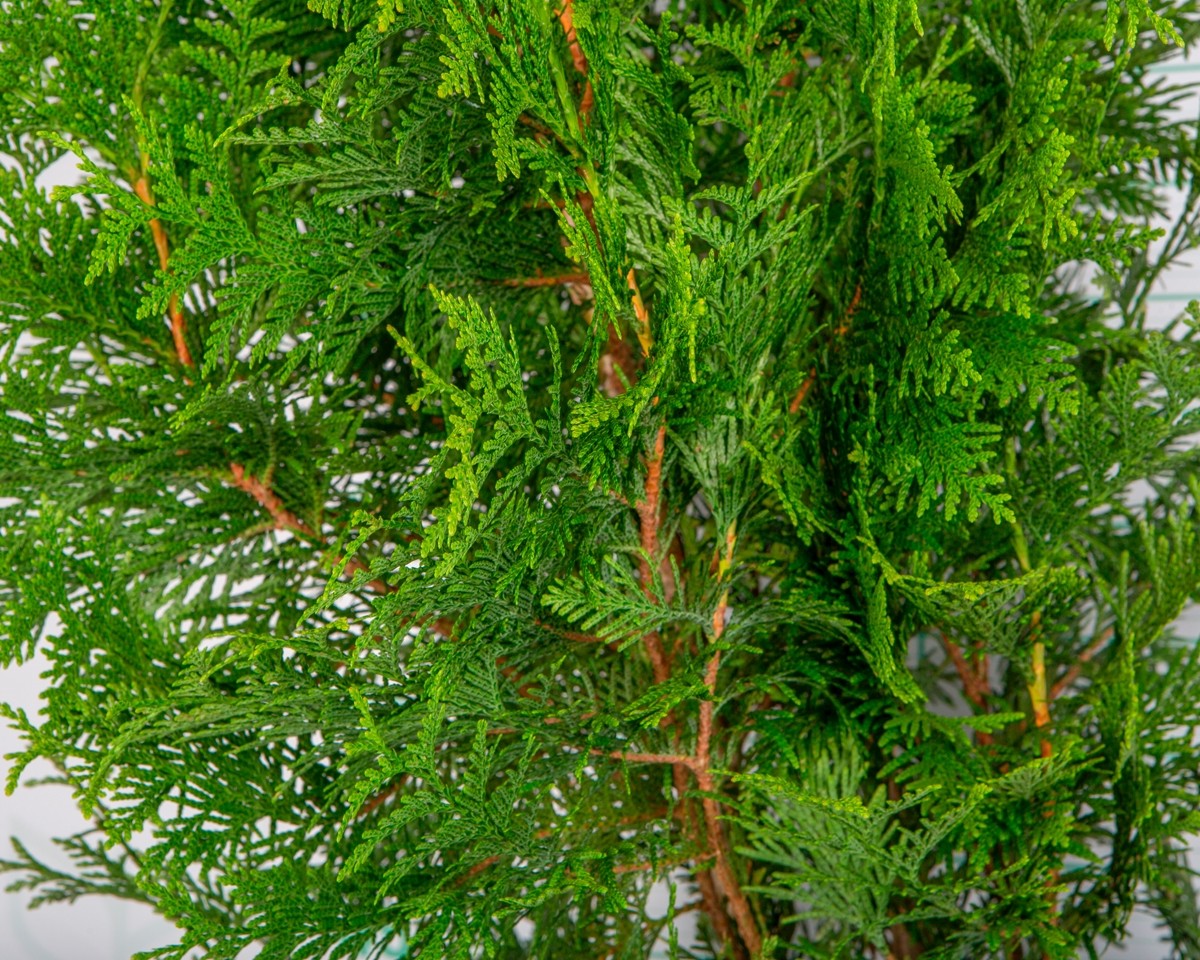 Thuja plicata "Excelsa" 5L 125/150