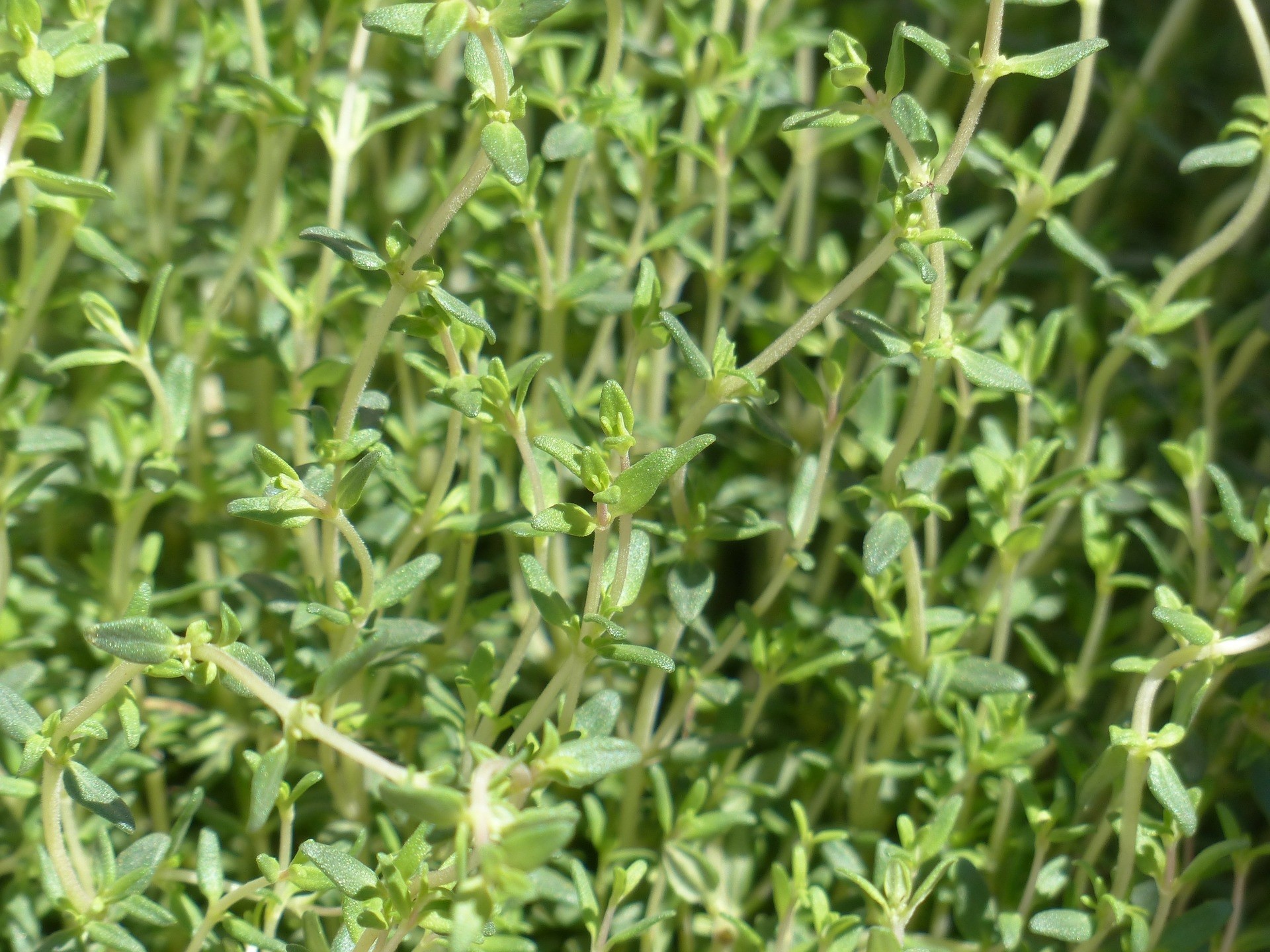 Thymus vulgaris "Compactus" M11  10/15