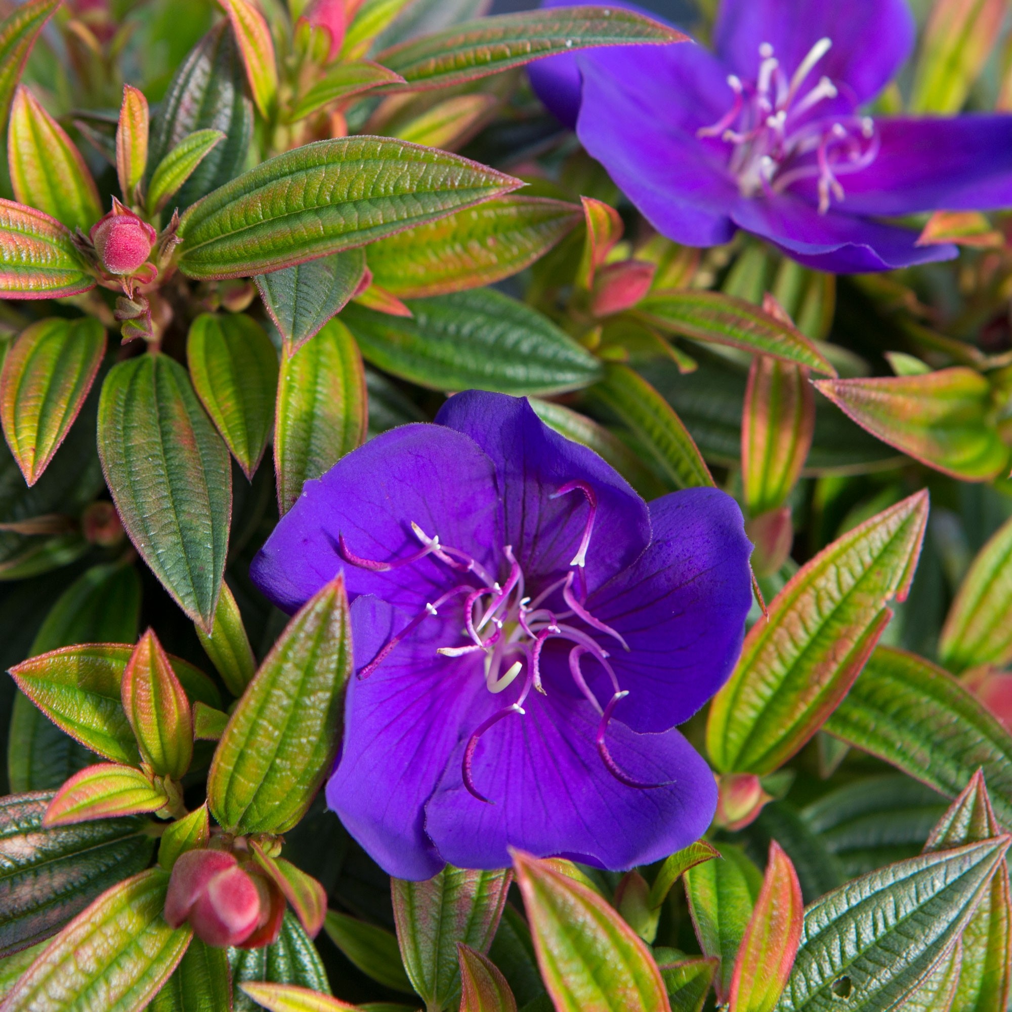 Tibouchina urvilleana "Groovy Baby" ® 5L 20/25