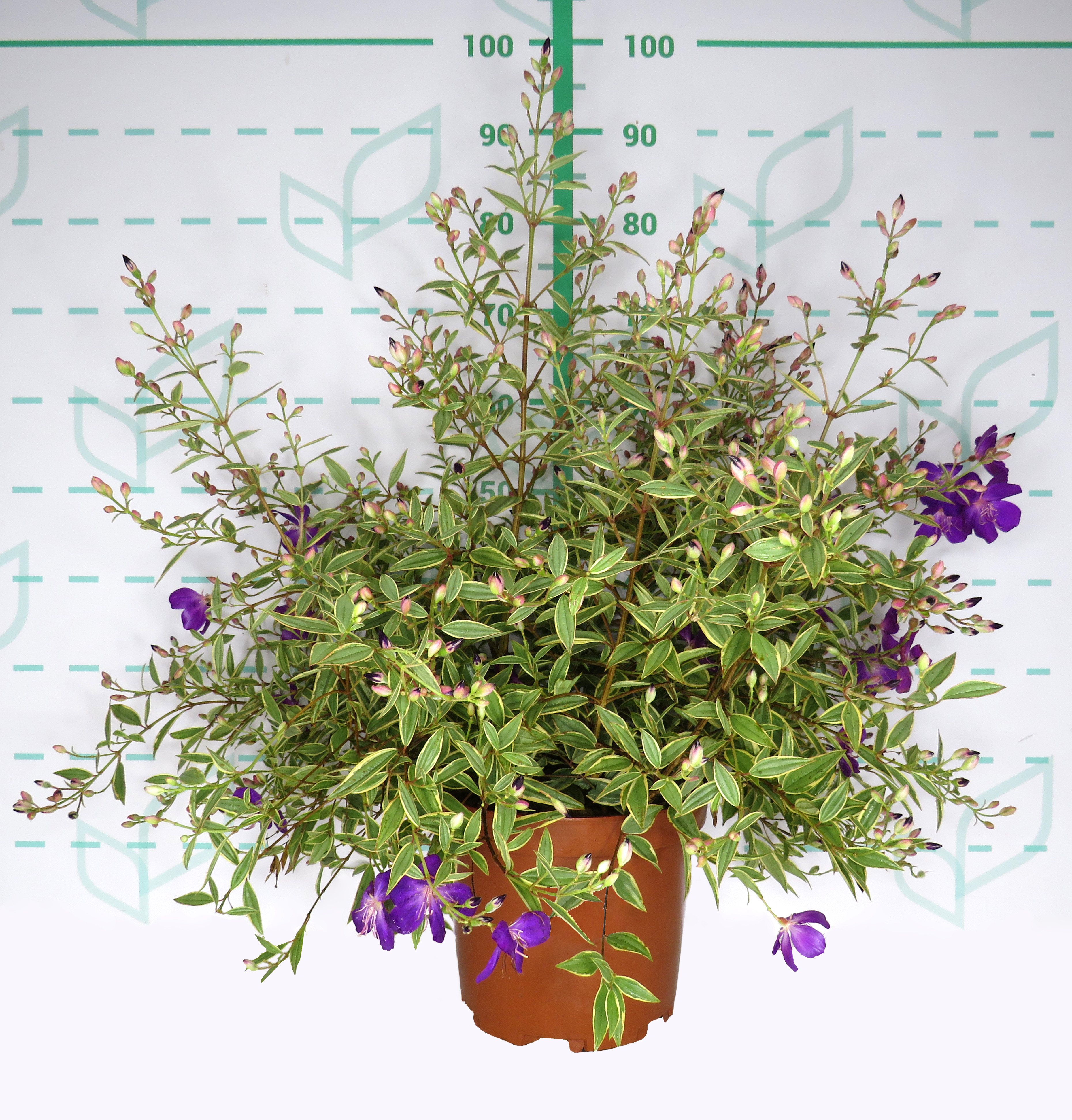 Tibouchina "Blaze of Glory" 10L 30/40