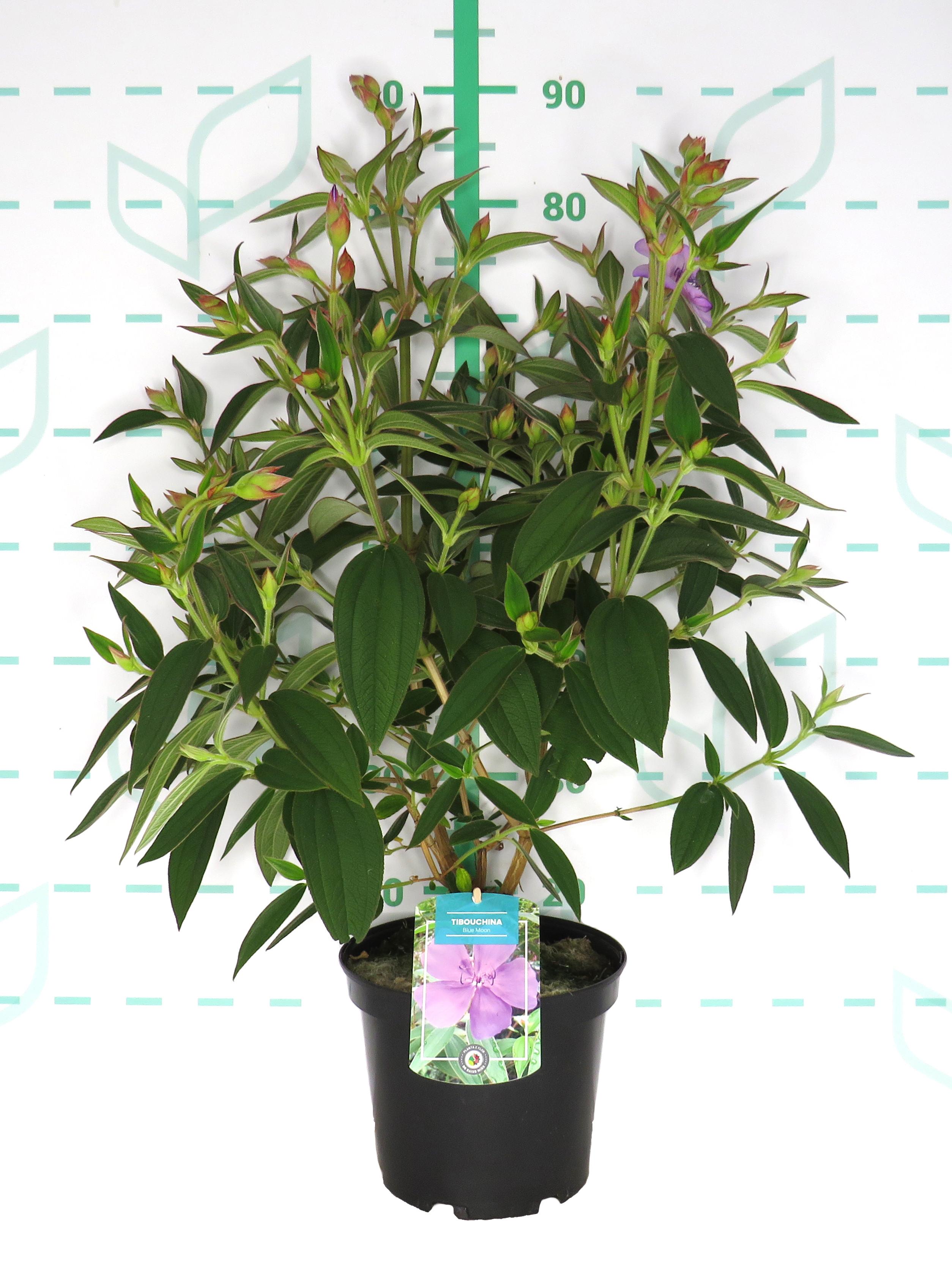 Tibouchina "Blue Moon" 5L 30/40