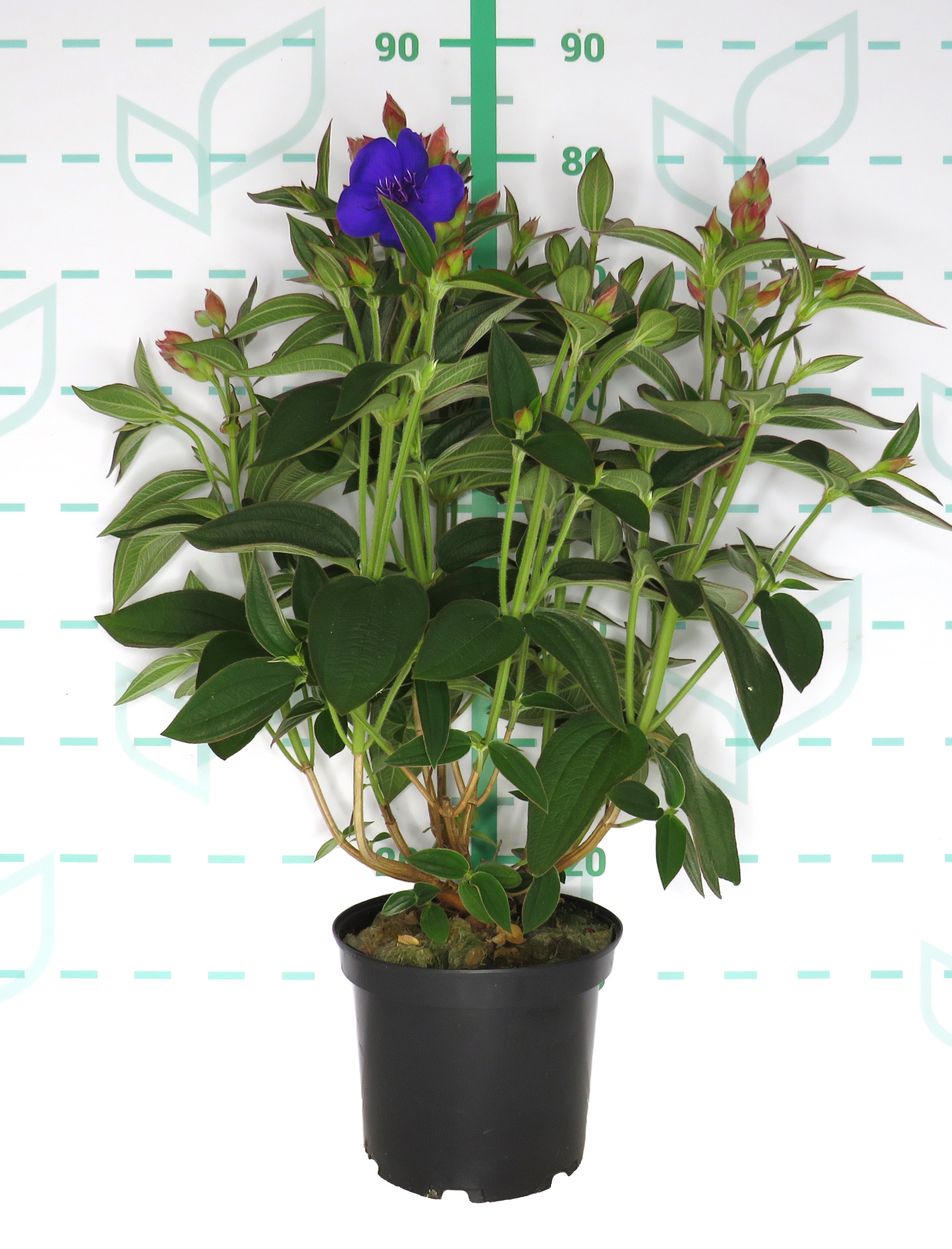 Tibouchina "Purple Moon" 5L 30/35