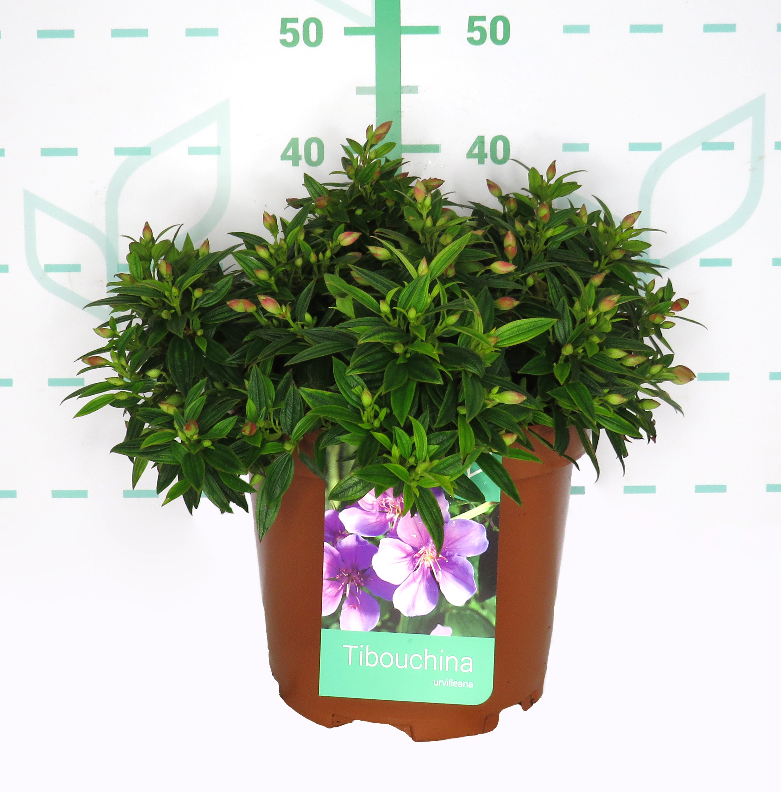 Tibouchina urvilleana "Groovy Baby" ® 10L