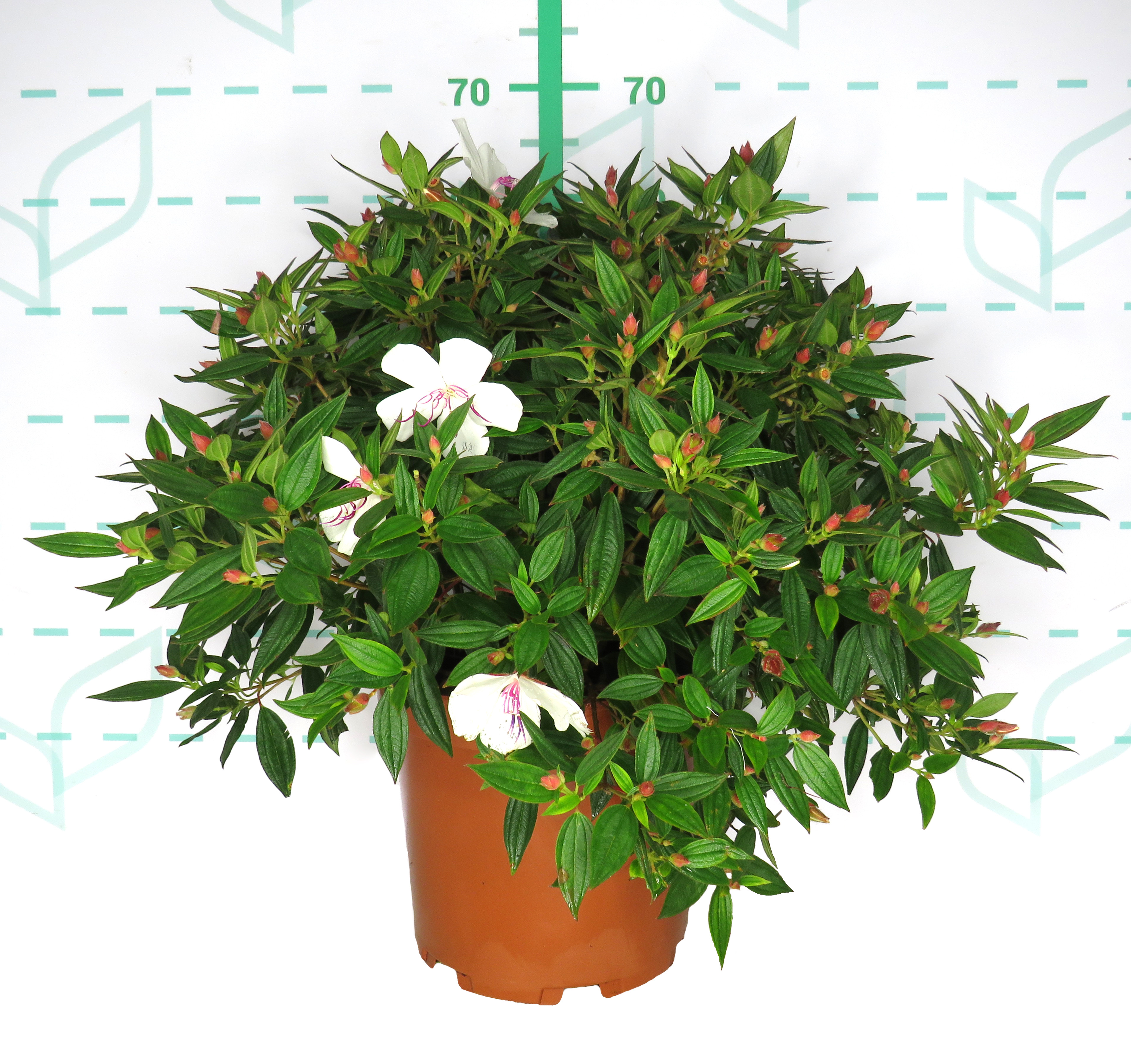 Tibouchina urvilleana "Peace Baby" 10L 25/30