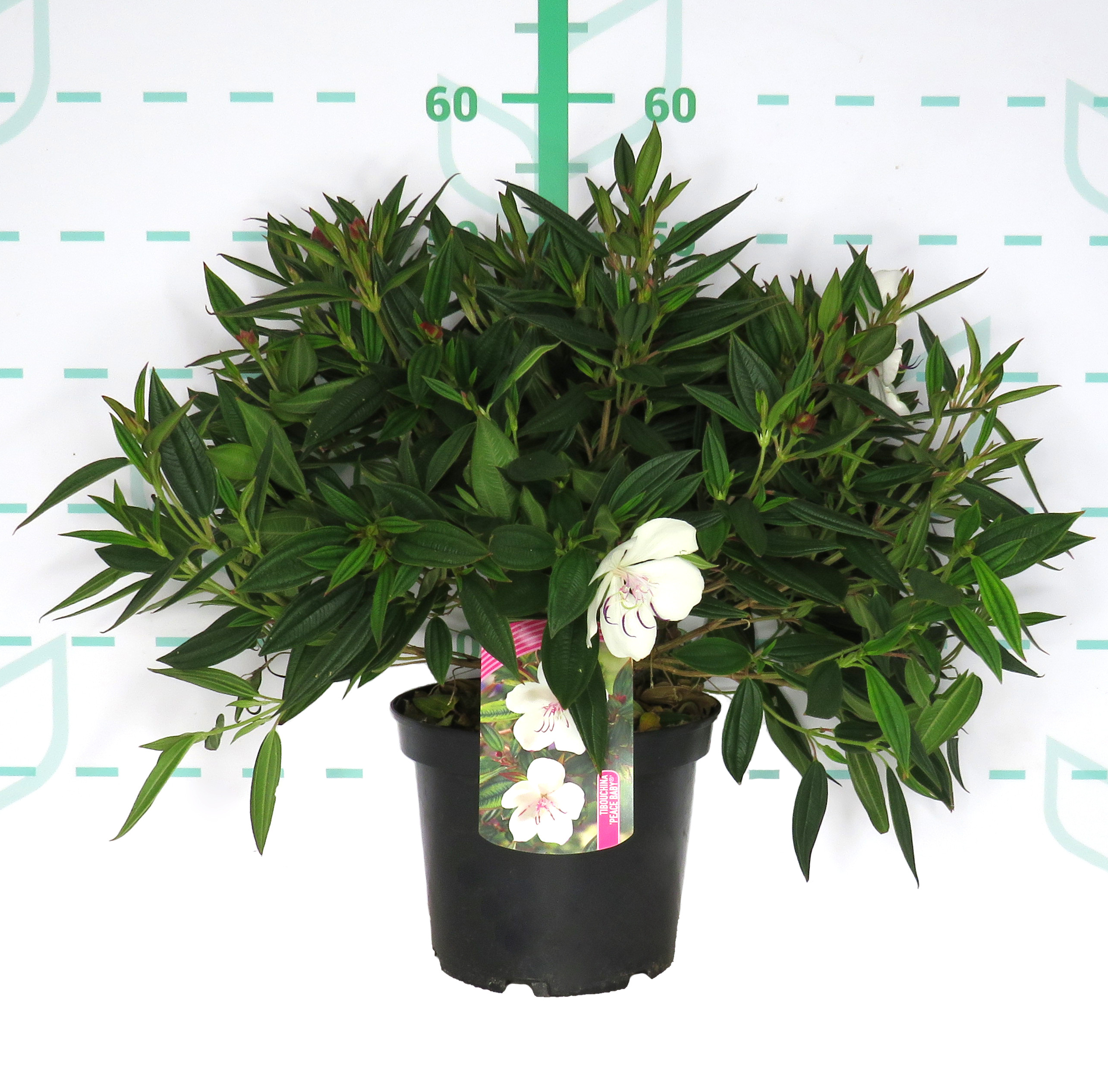 Tibouchina urvilleana "Peace Baby" 5L 20/25