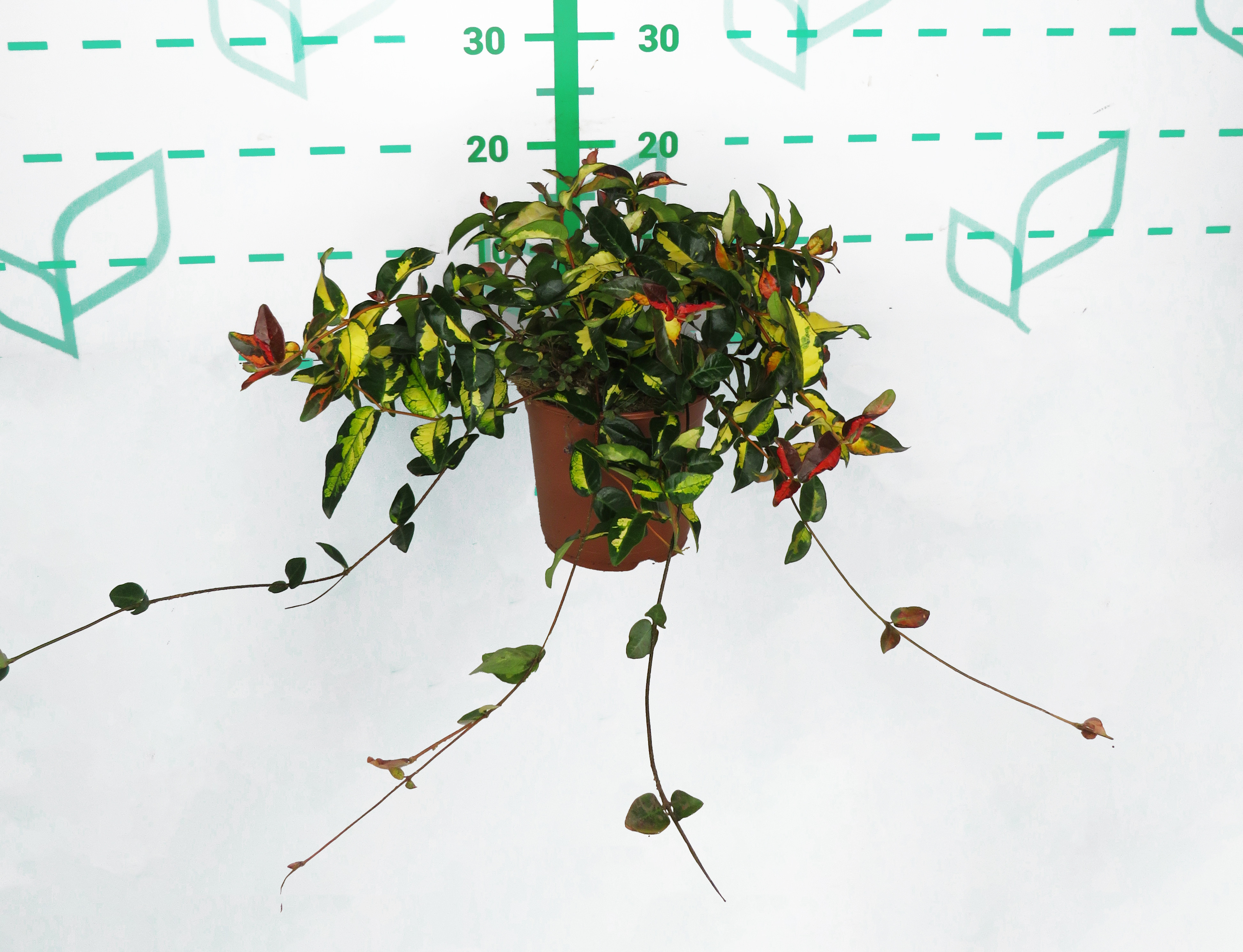 Trachelospermum asiaticum "Aureovariegata" 1.5L 10/15