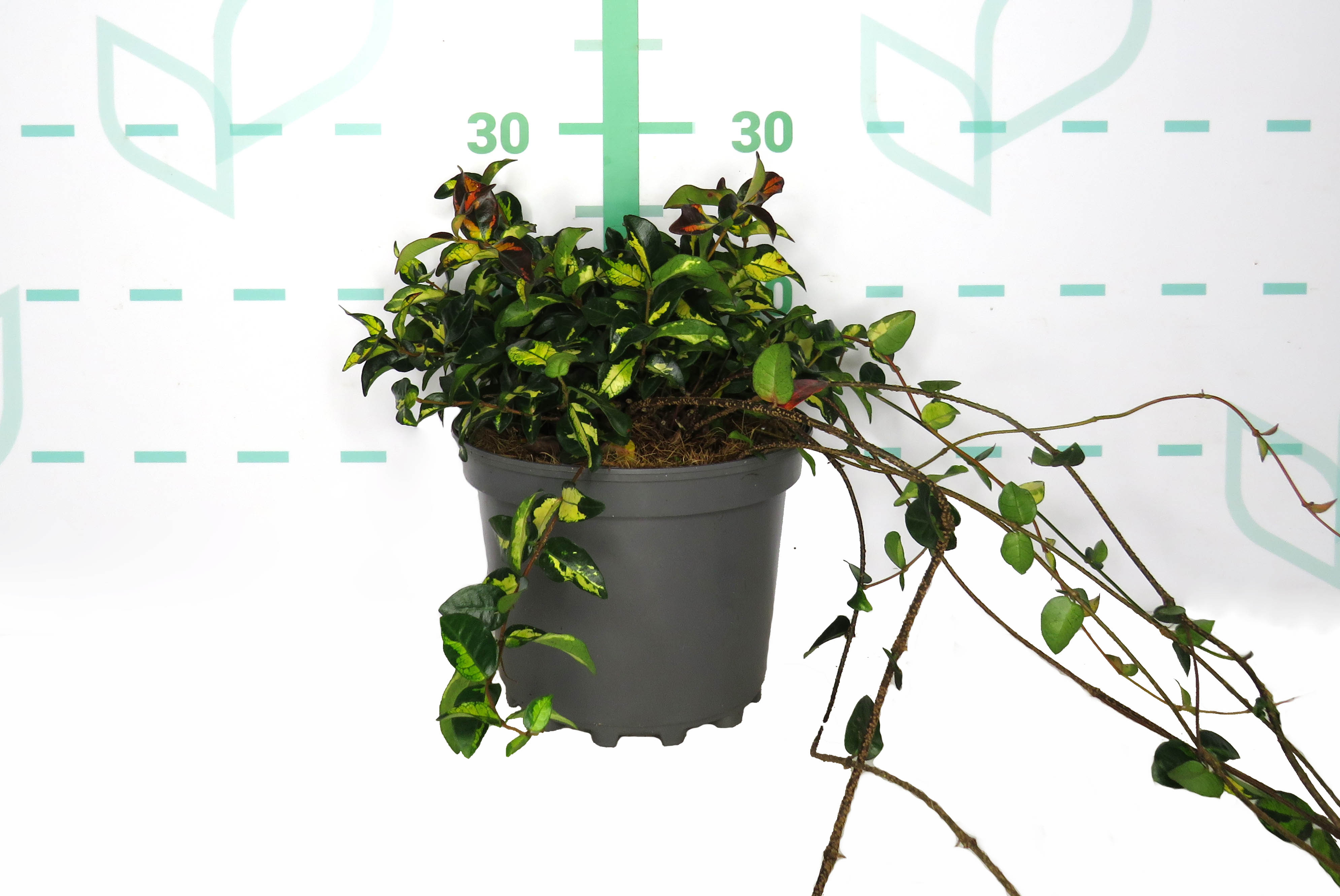Trachelospermum asiaticum "Aureovariegata" 3L 10/15
