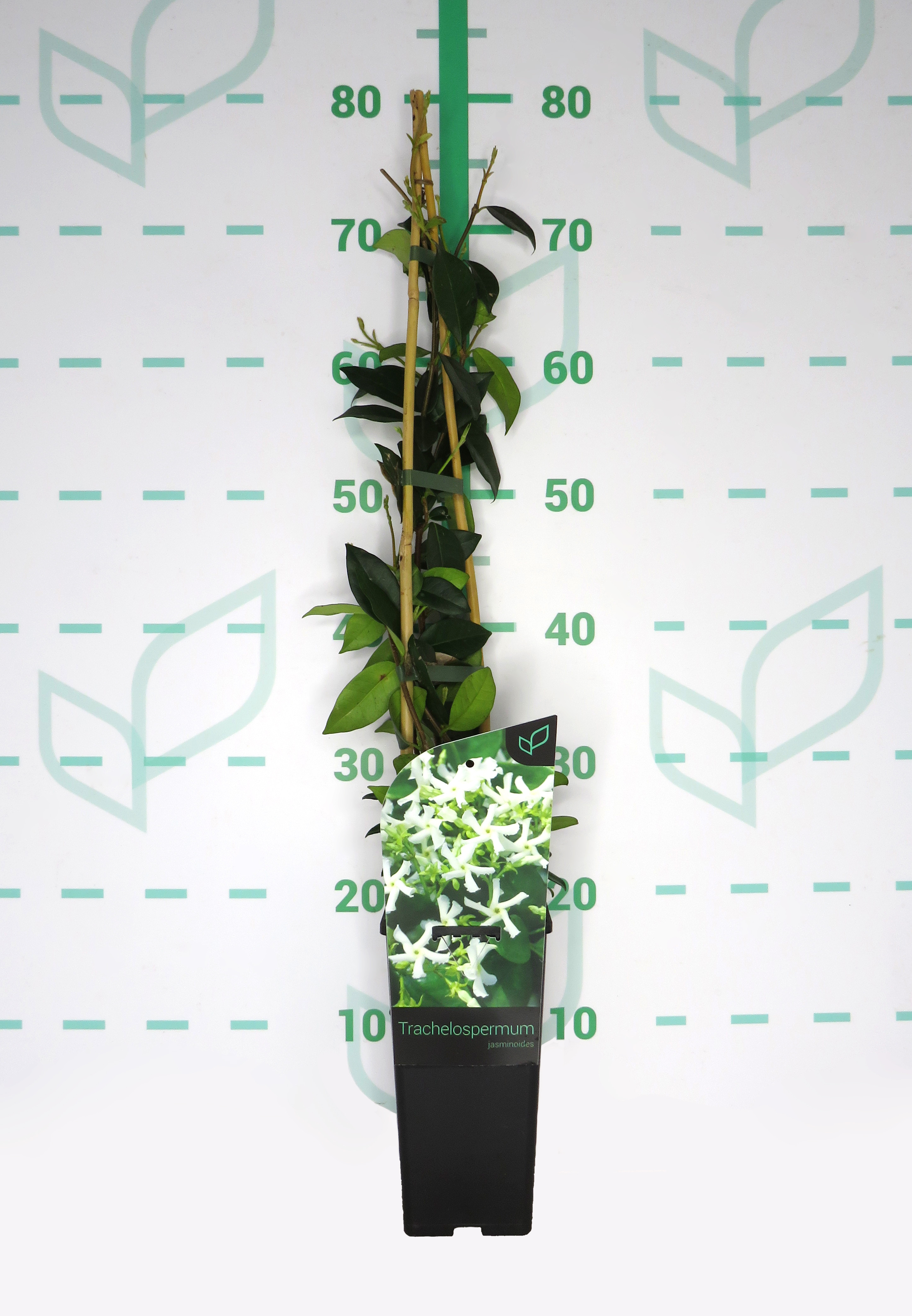 Trachelospermum jasminoides 2L Alto Tutor 60