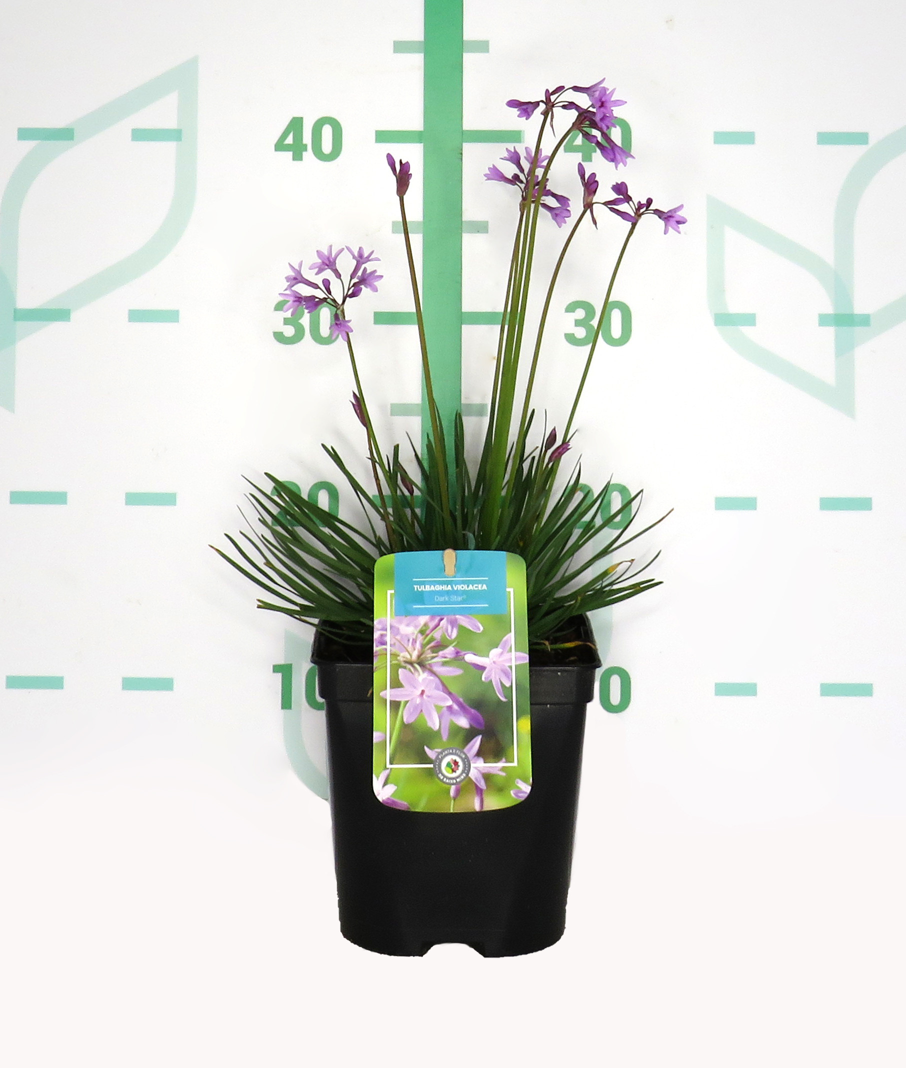 Tulbaghia "Dark Star" ® 2L R/C  