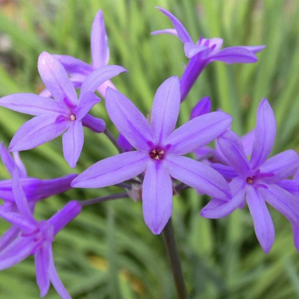 Tulbaghia violacea 1L 15/20