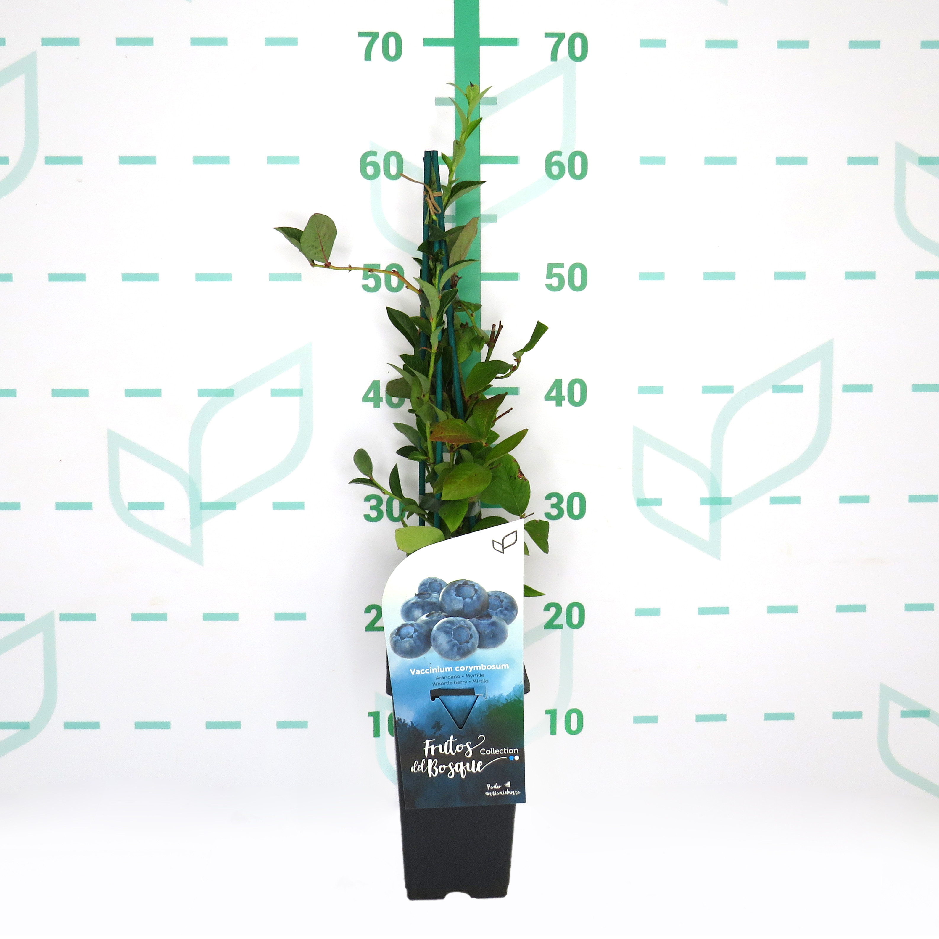 Vaccinium corymbosum 2L Alto 4 Tutores 60 40