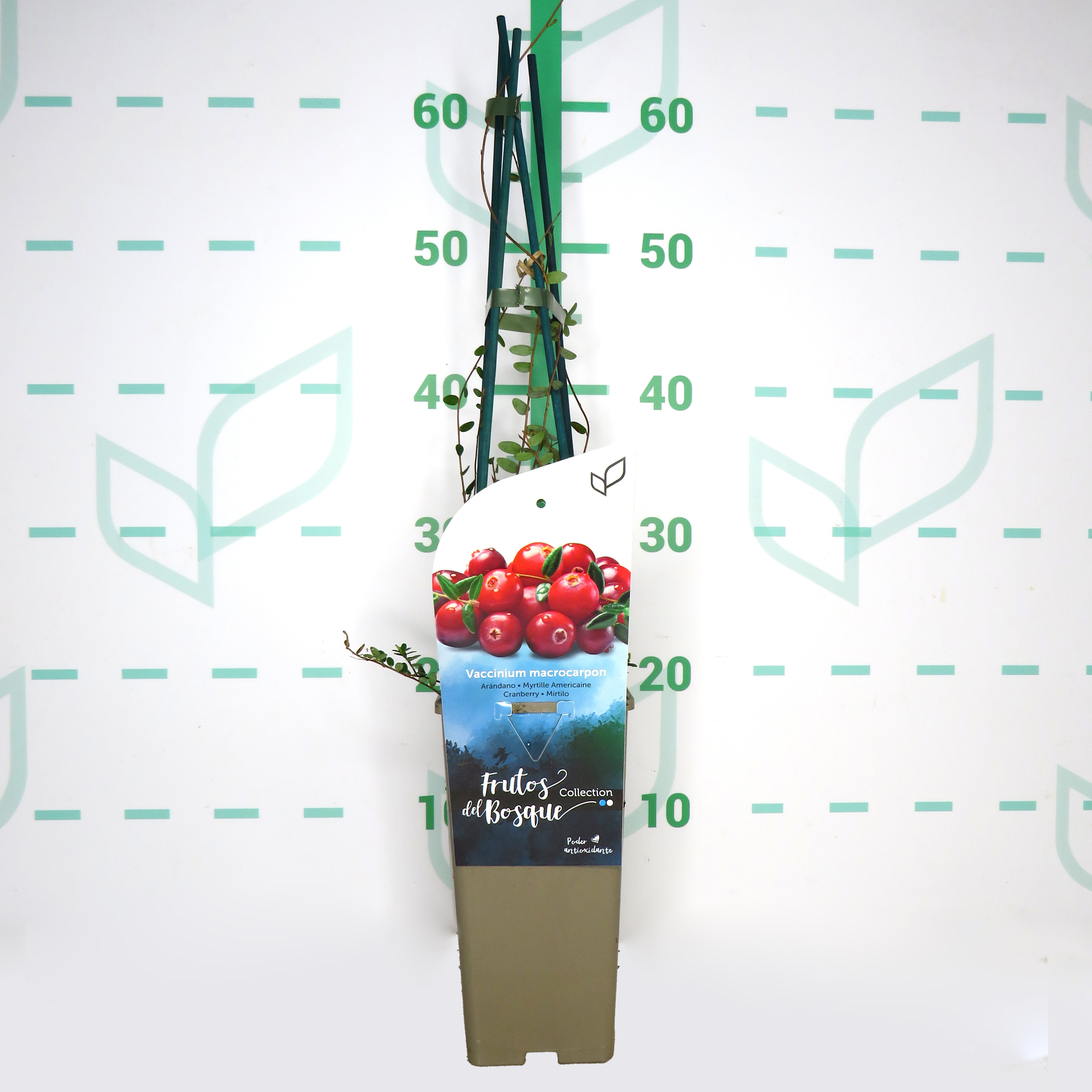 Vaccinium macrocarpon "Early Black" 2L Alto 4 Tutores 60 (Arándano rojo) L1